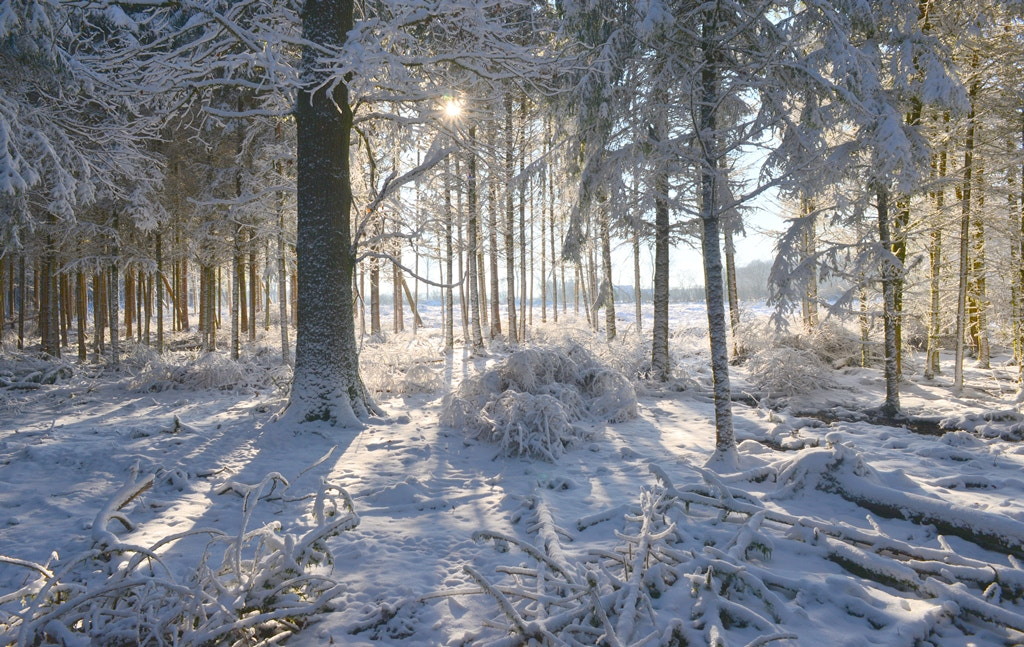 Nikon D610 + Nikon AF Nikkor 24mm F2.8D sample photo. Neige dans le bois photography