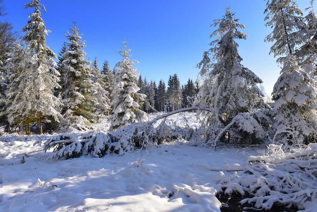 Nikon D610 + Nikon AF Nikkor 24mm F2.8D sample photo. Neige sur les sapins photography