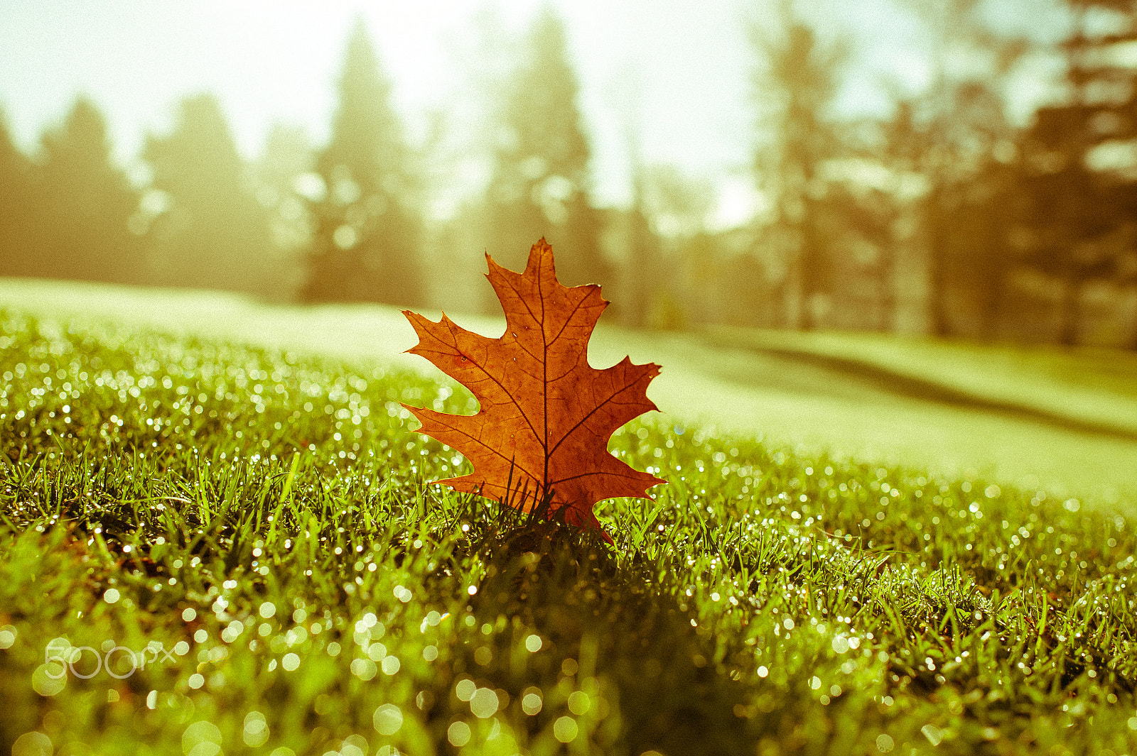Nikon D700 + Nikon AF-S Nikkor 35mm F1.4G sample photo. Fall " series " photography