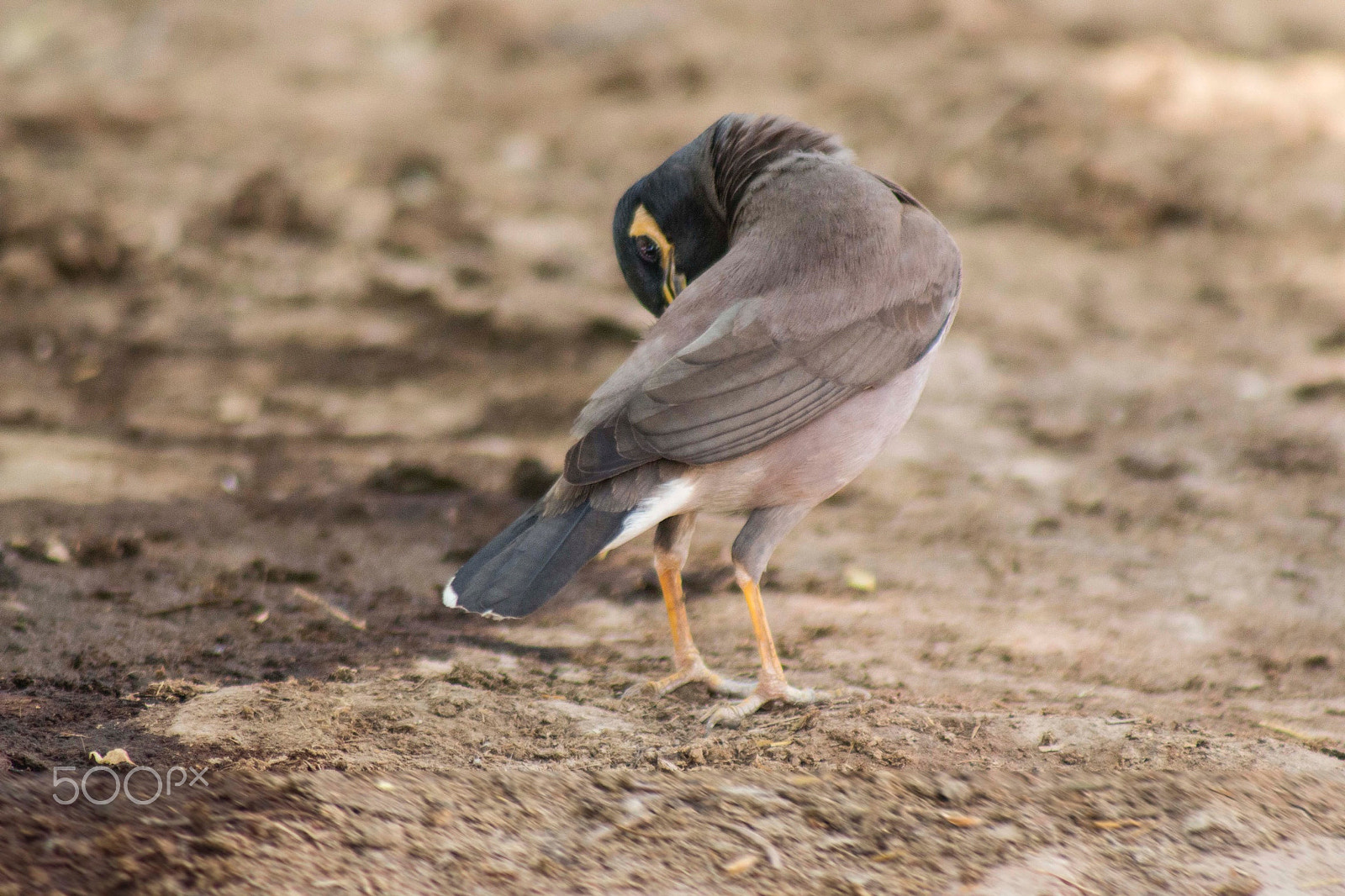 Canon EF 75-300mm f/4-5.6 USM sample photo. Shirk photography