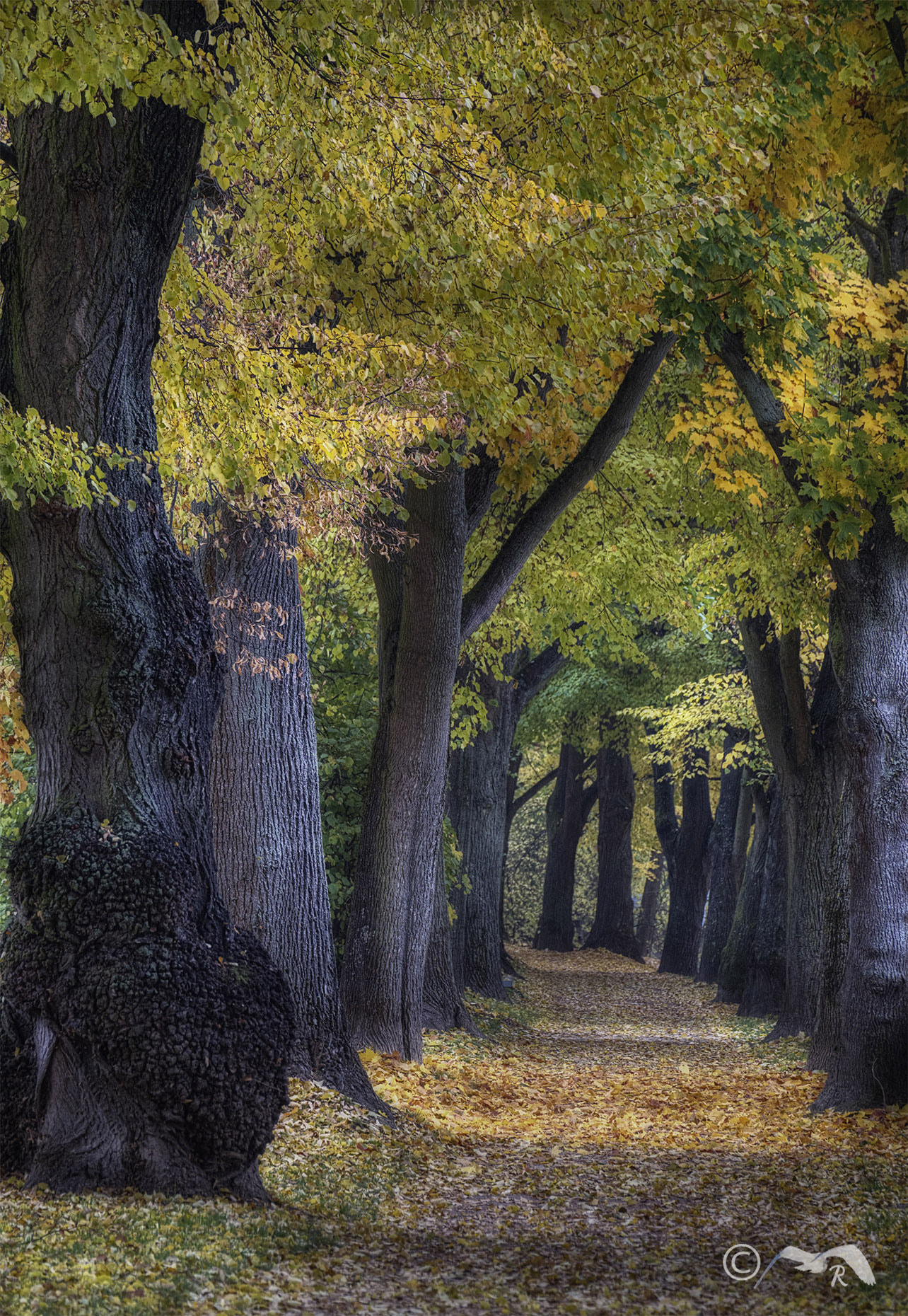 Fujifilm X-E1 + Fujifilm XC 50-230mm F4.5-6.7 OIS sample photo. Oberer wöhrd photography