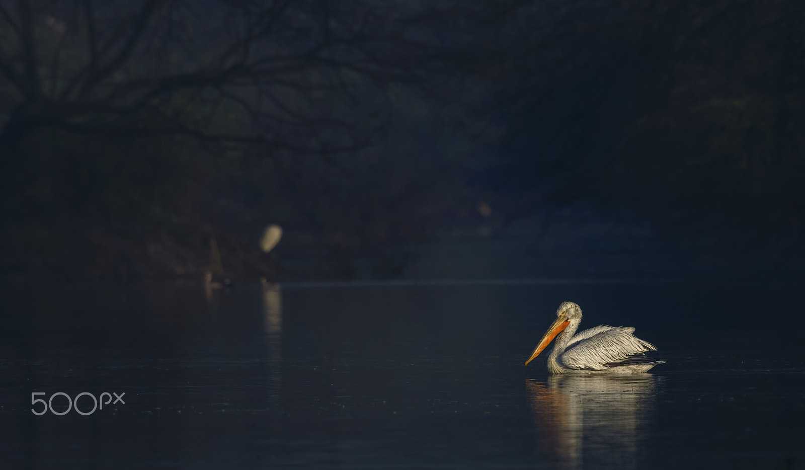 Nikon D7000 + Nikon AF-S Nikkor 500mm F4G ED VR sample photo. Pelican photography