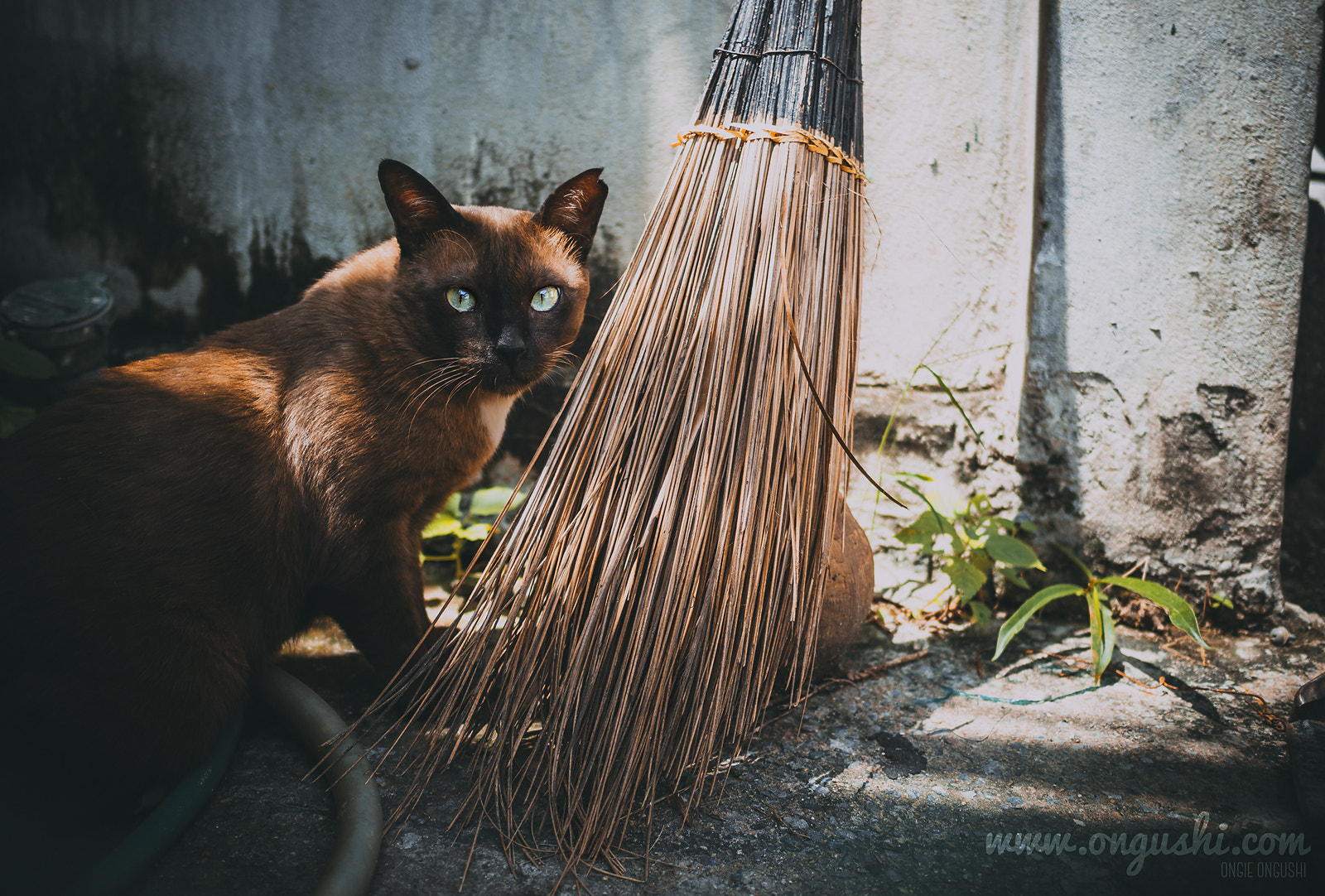 Olympus OM-D E-M10 II sample photo. Cat 159: browny photography