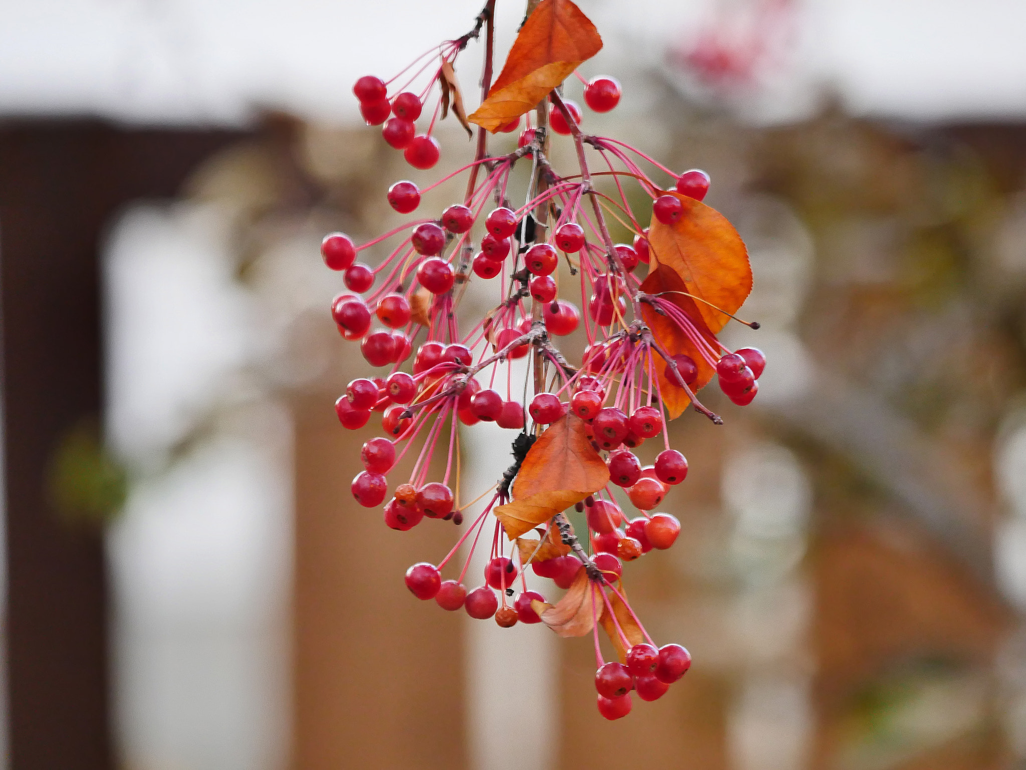 Panasonic Lumix DMC-GH4 sample photo. Fall berries photography