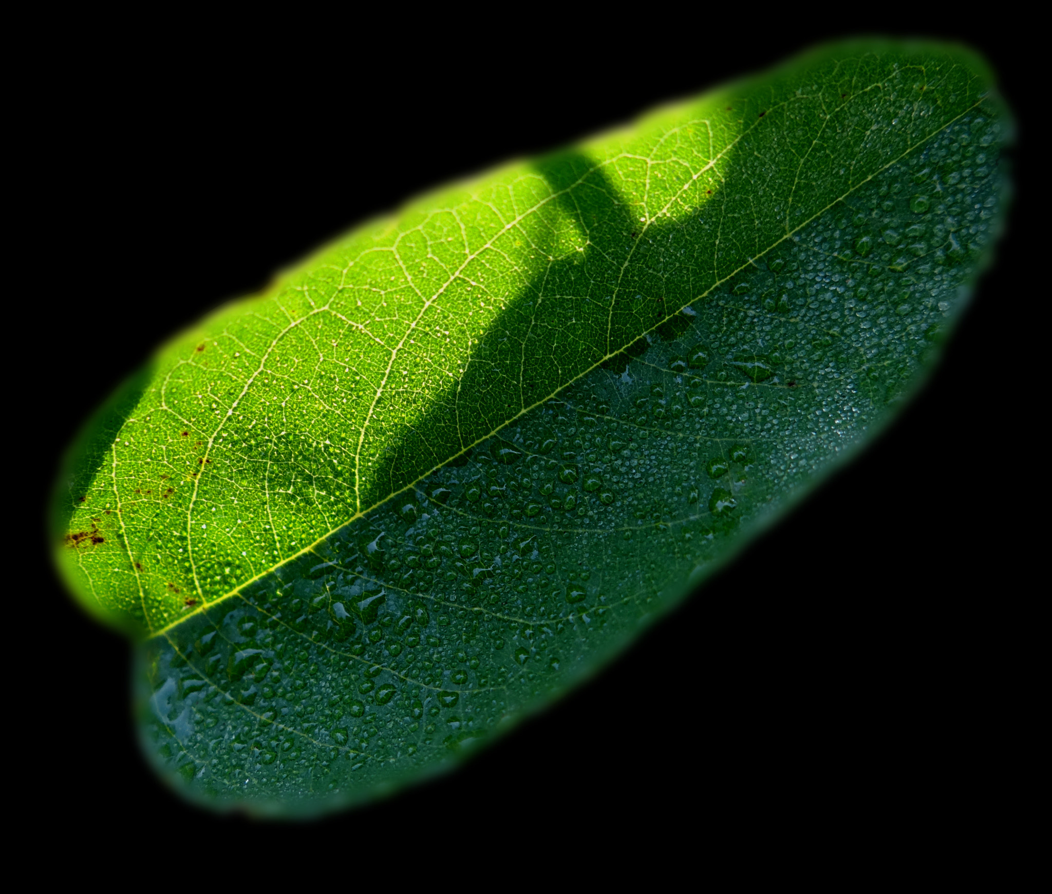 Sony DSC-HX200 sample photo. 《花香蝶语》之《阳光·雨露》 photography