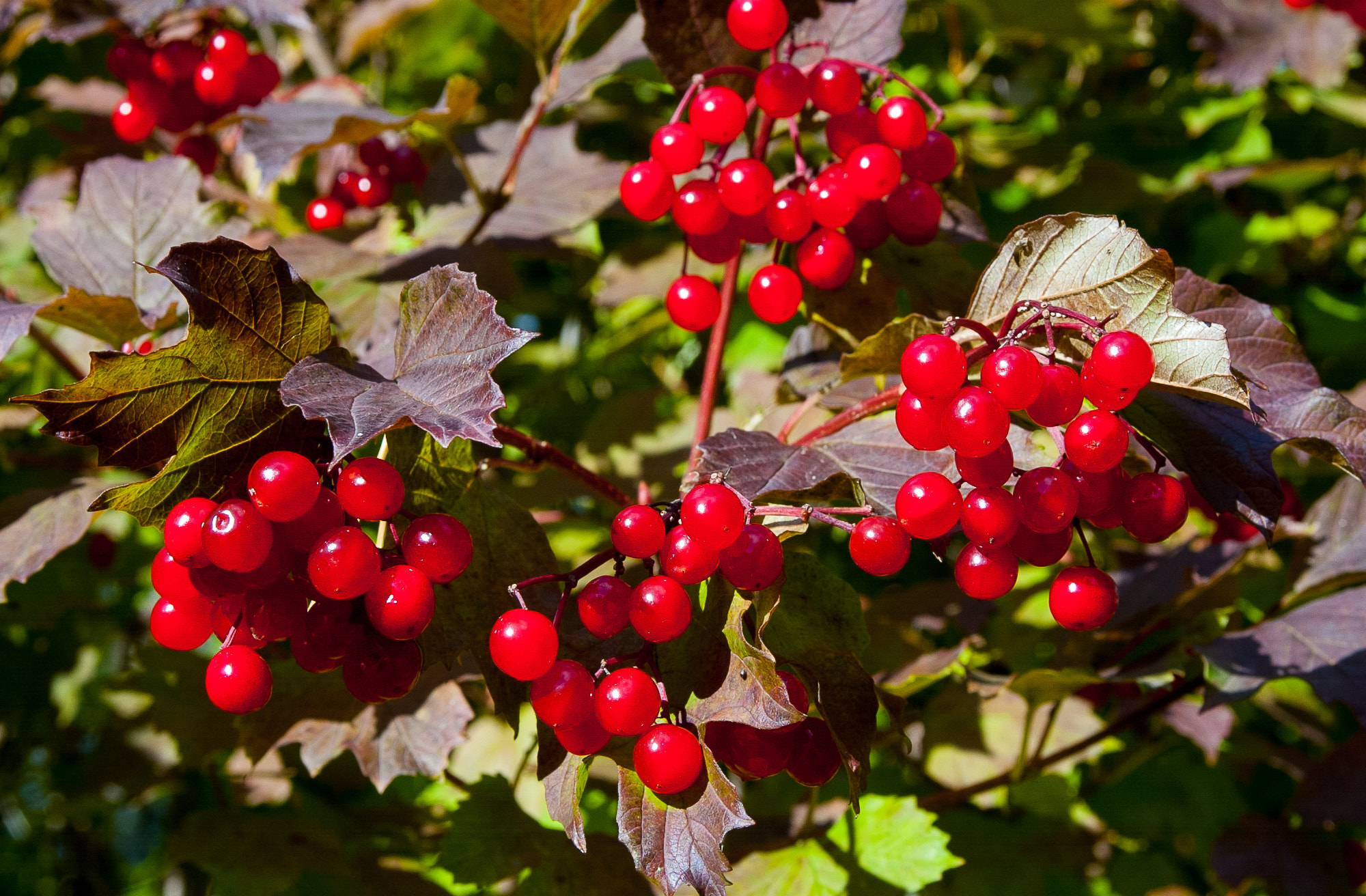 Nikon D1 sample photo. Berries photography