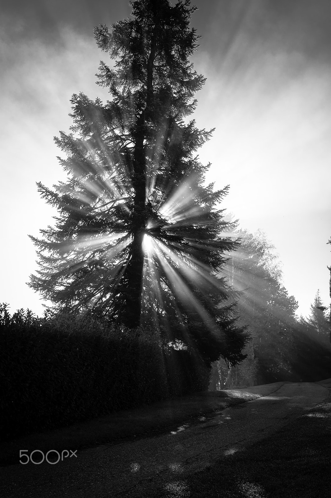 Nikon D700 + Nikon AF-S Nikkor 35mm F1.4G sample photo. Carbon , oxygen , hydrogen and light ... photography