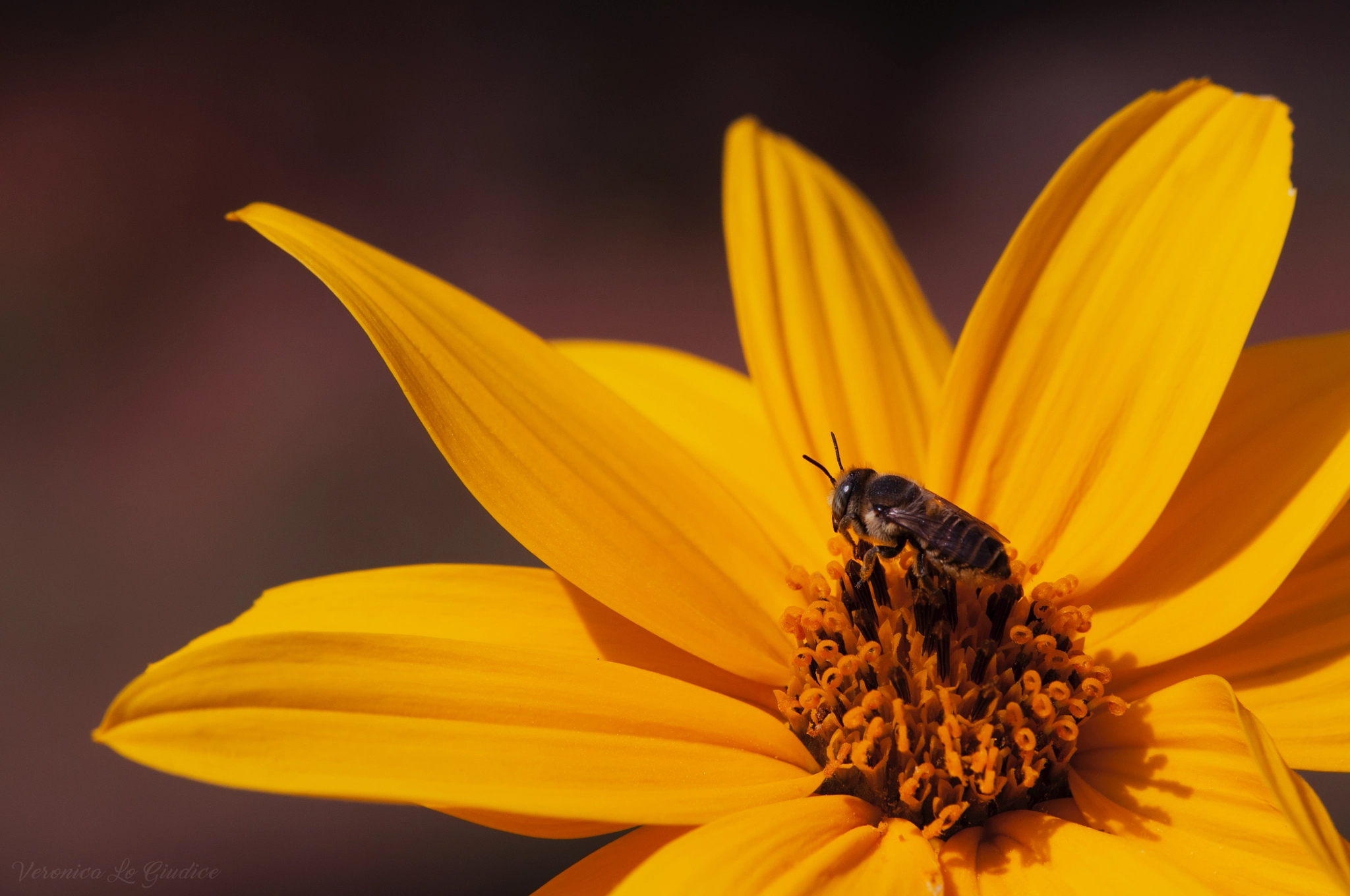 Nikon D5000 sample photo. Bee on flower photography