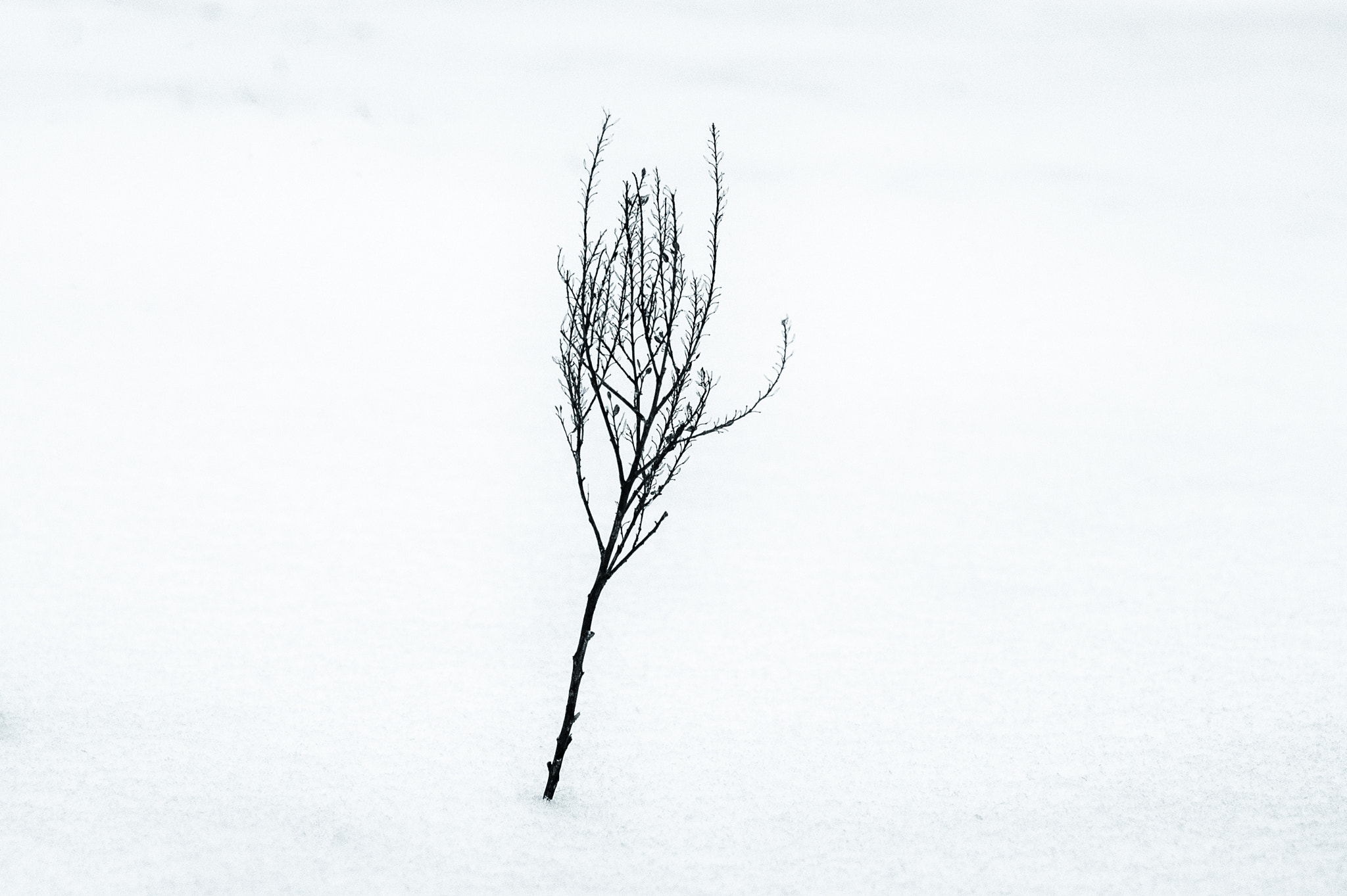 Sony Alpha DSLR-A350 + Minolta AF 50mm F3.5 Macro sample photo. Black on white photography