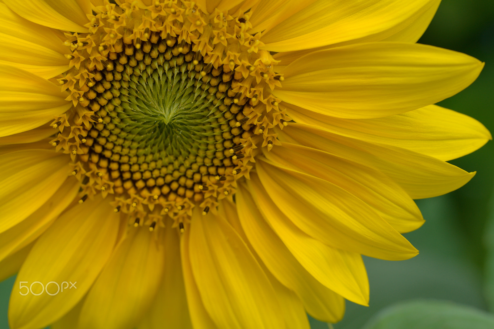 Nikon D800 sample photo. Sunflower photography
