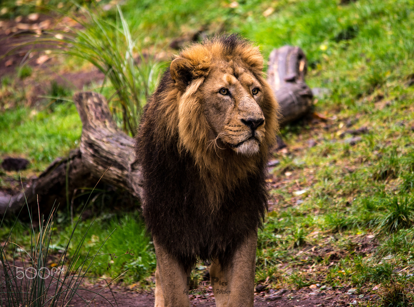 Sony a7 II + Sigma 150-500mm F5-6.3 DG OS HSM sample photo. Lion photography