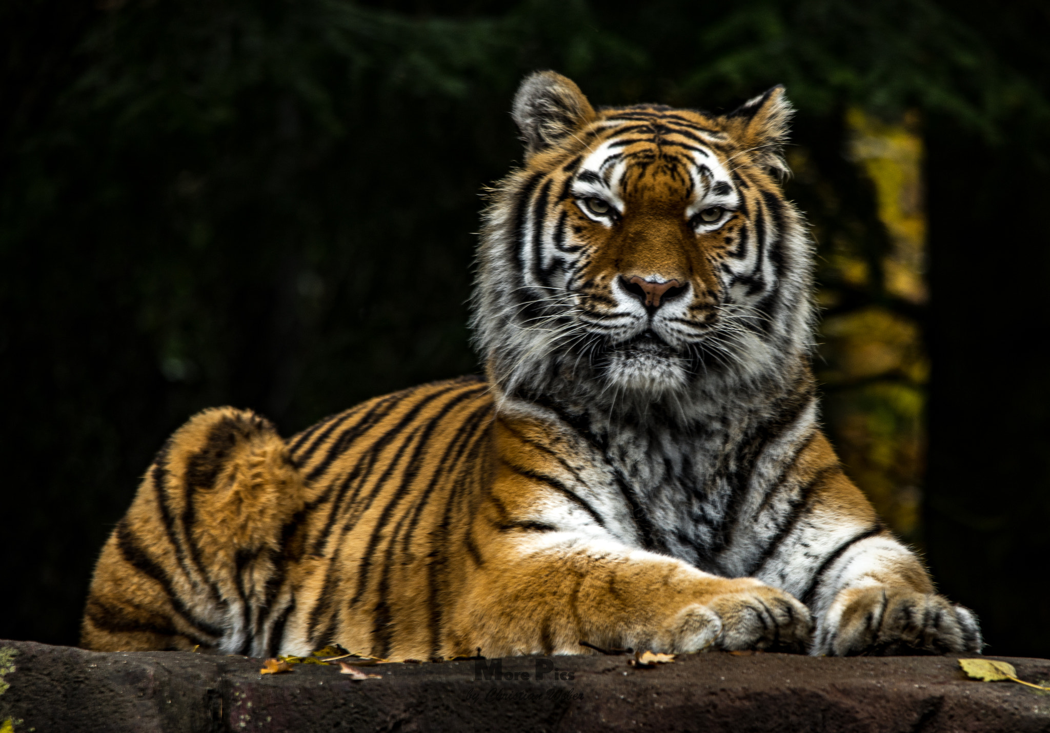 Sony a7 II + Sigma 150-500mm F5-6.3 DG OS HSM sample photo. Tiger photography