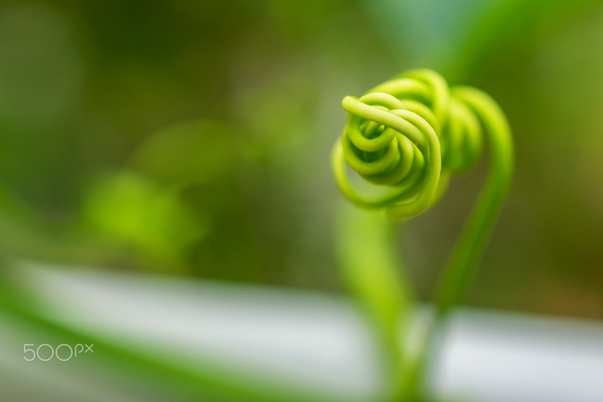 macro detail of a tropical ivy ground plant