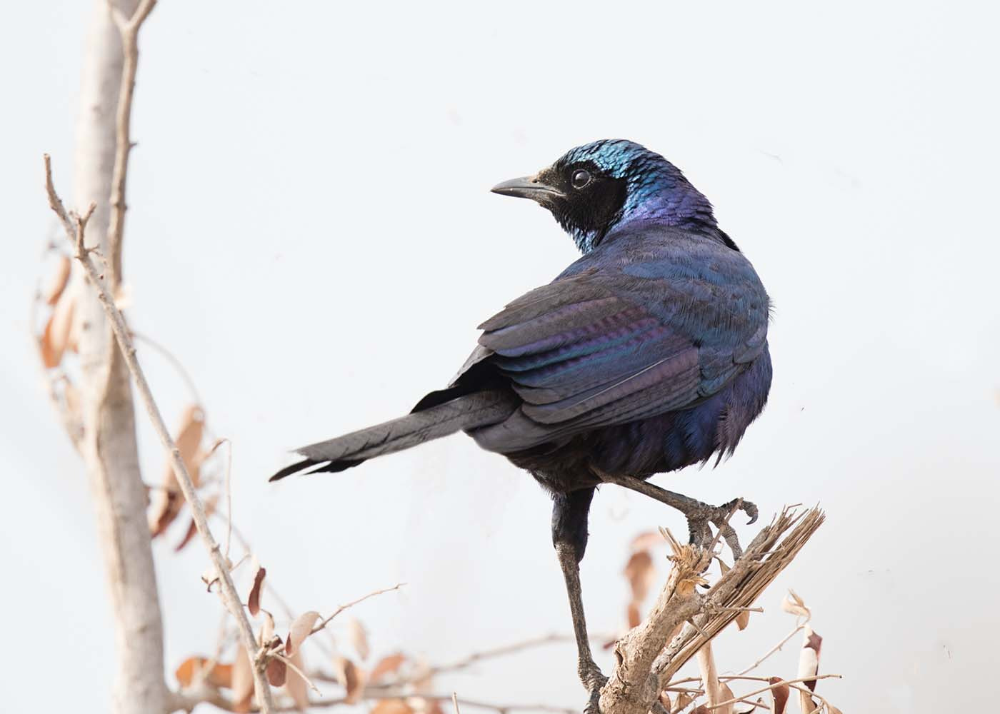 Canon EF 500mm F4L IS II USM sample photo. Burchells starling photography