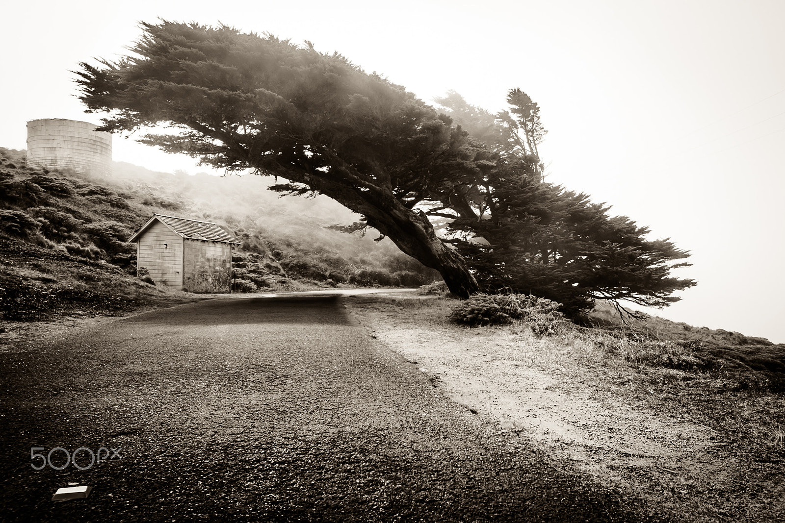 Canon EOS 30D sample photo. Windswept photography