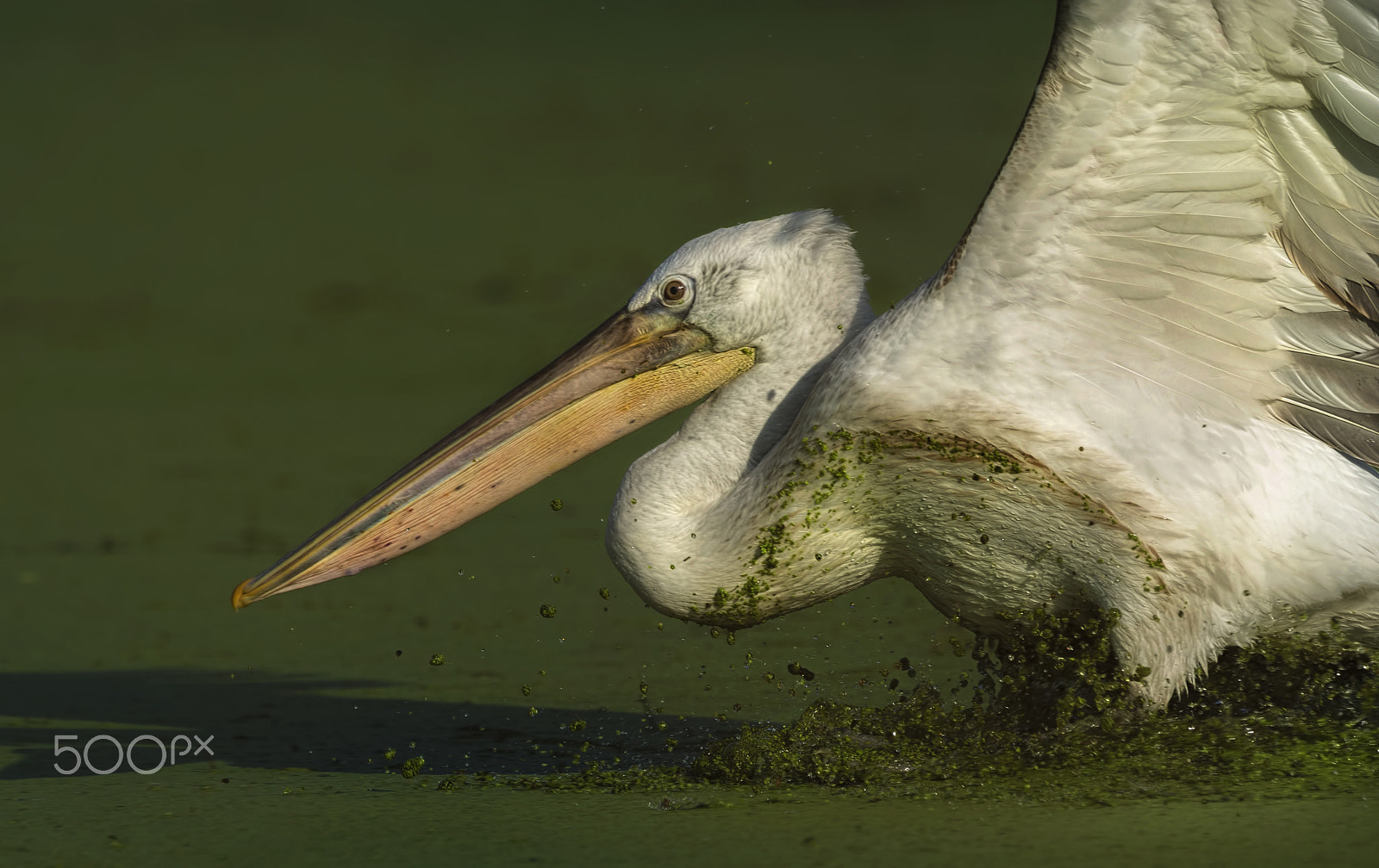 Nikon D7000 + Nikon AF-S Nikkor 500mm F4G ED VR sample photo. Dalmatian pelican photography