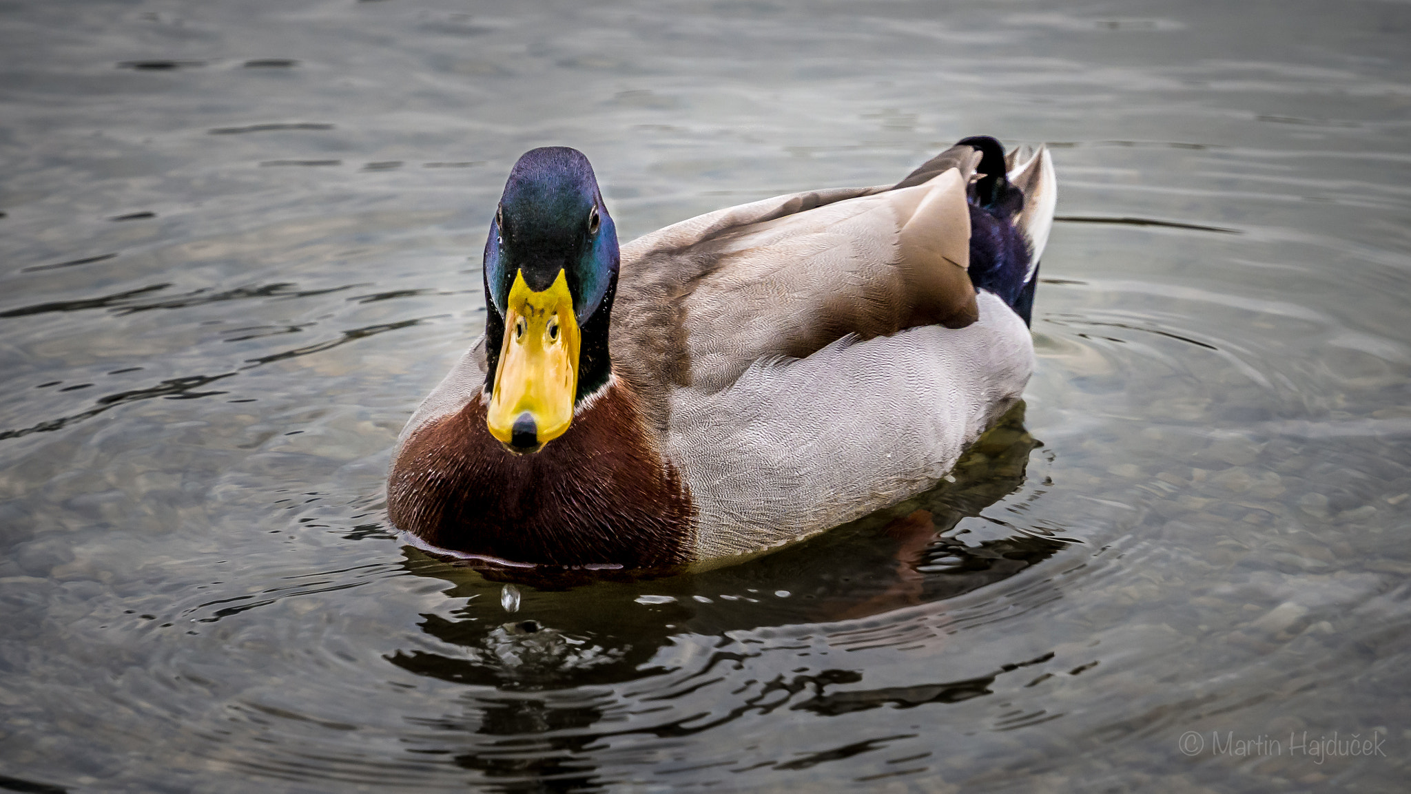LUMIX G VARIO 35-100/F4.0-5.6 sample photo. Duck photography