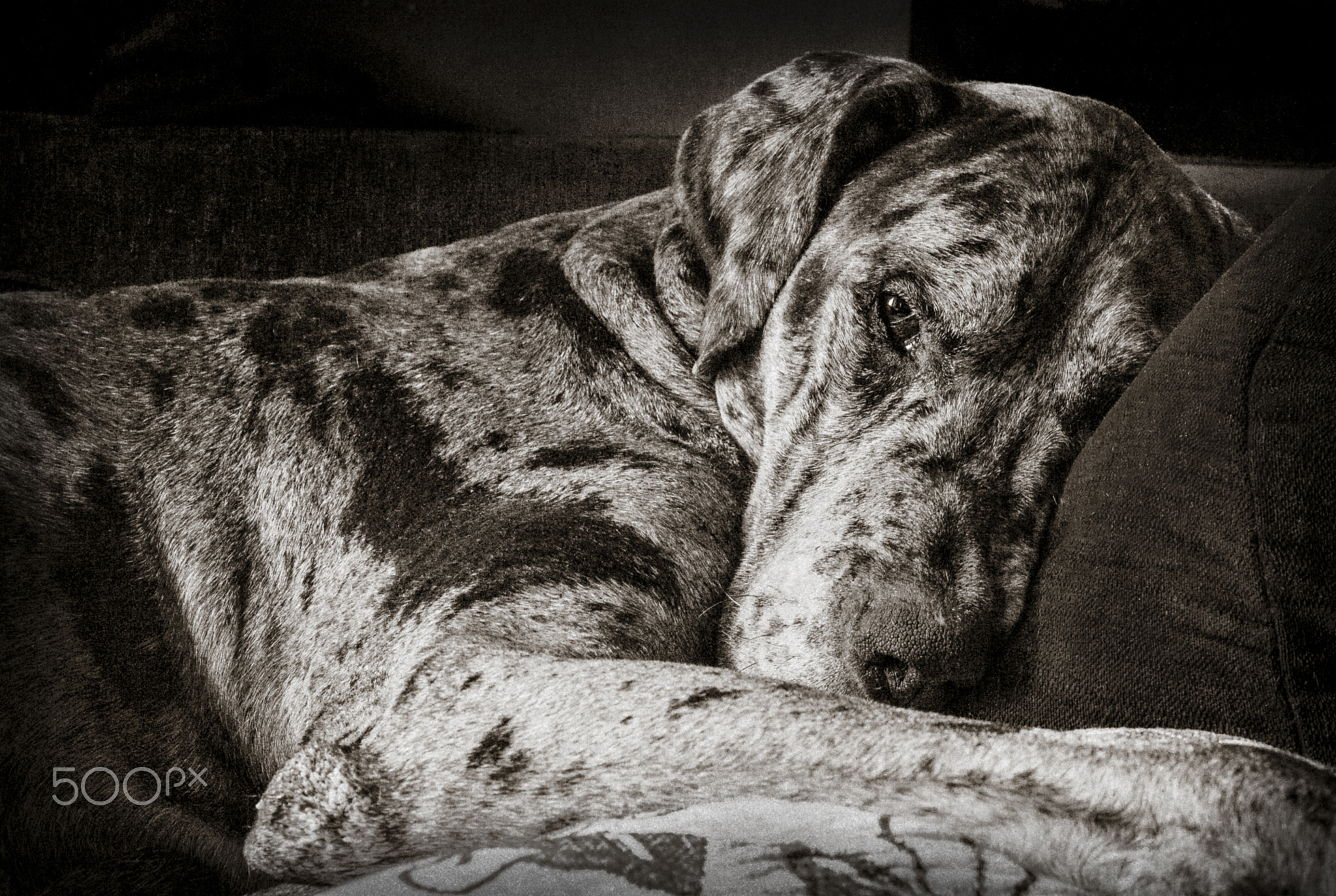 Otto
