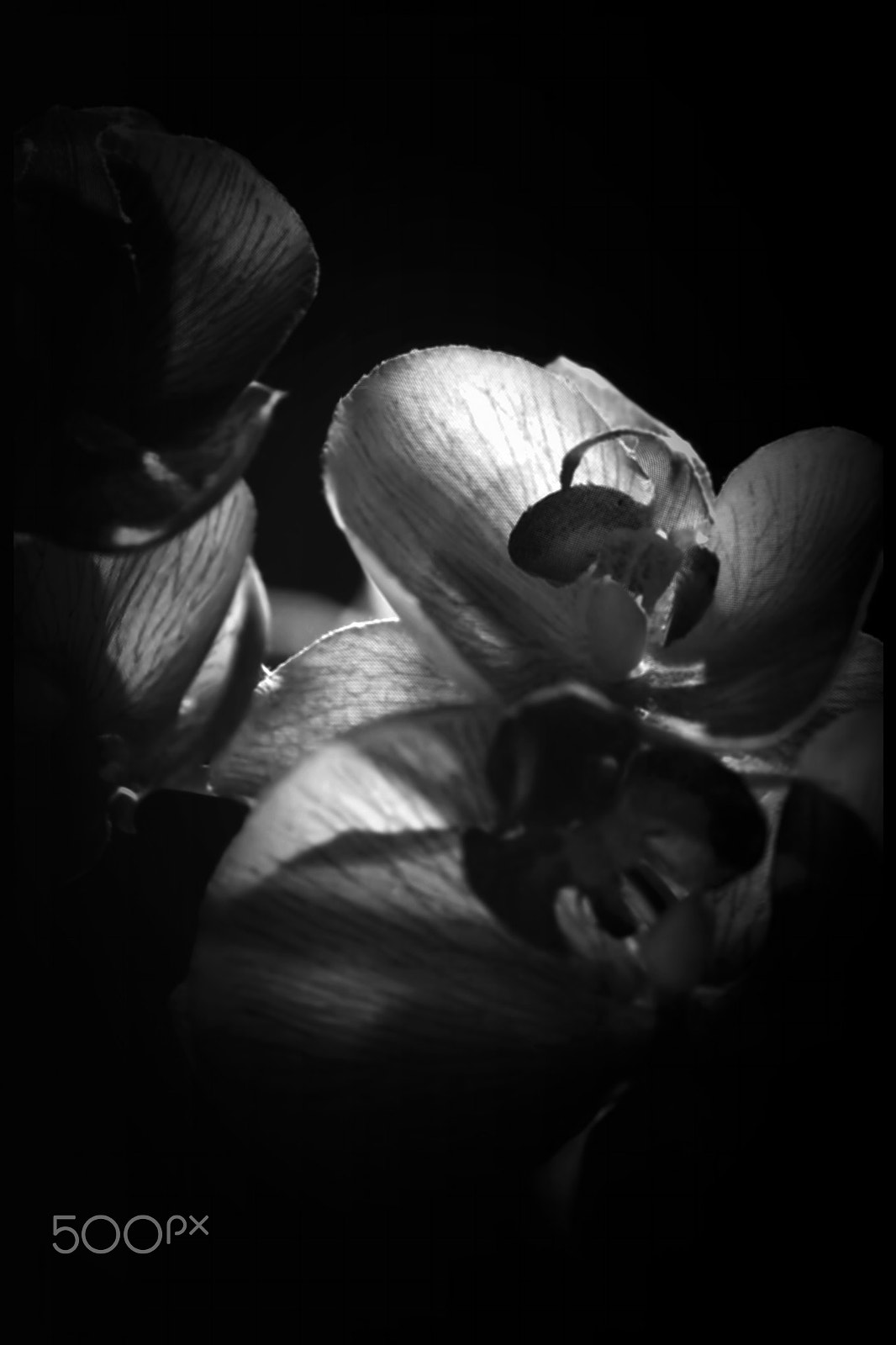 Samsung NX500 + NX 50-200mm F4-5.6 sample photo. Fabric orchid / orquídea de tela photography