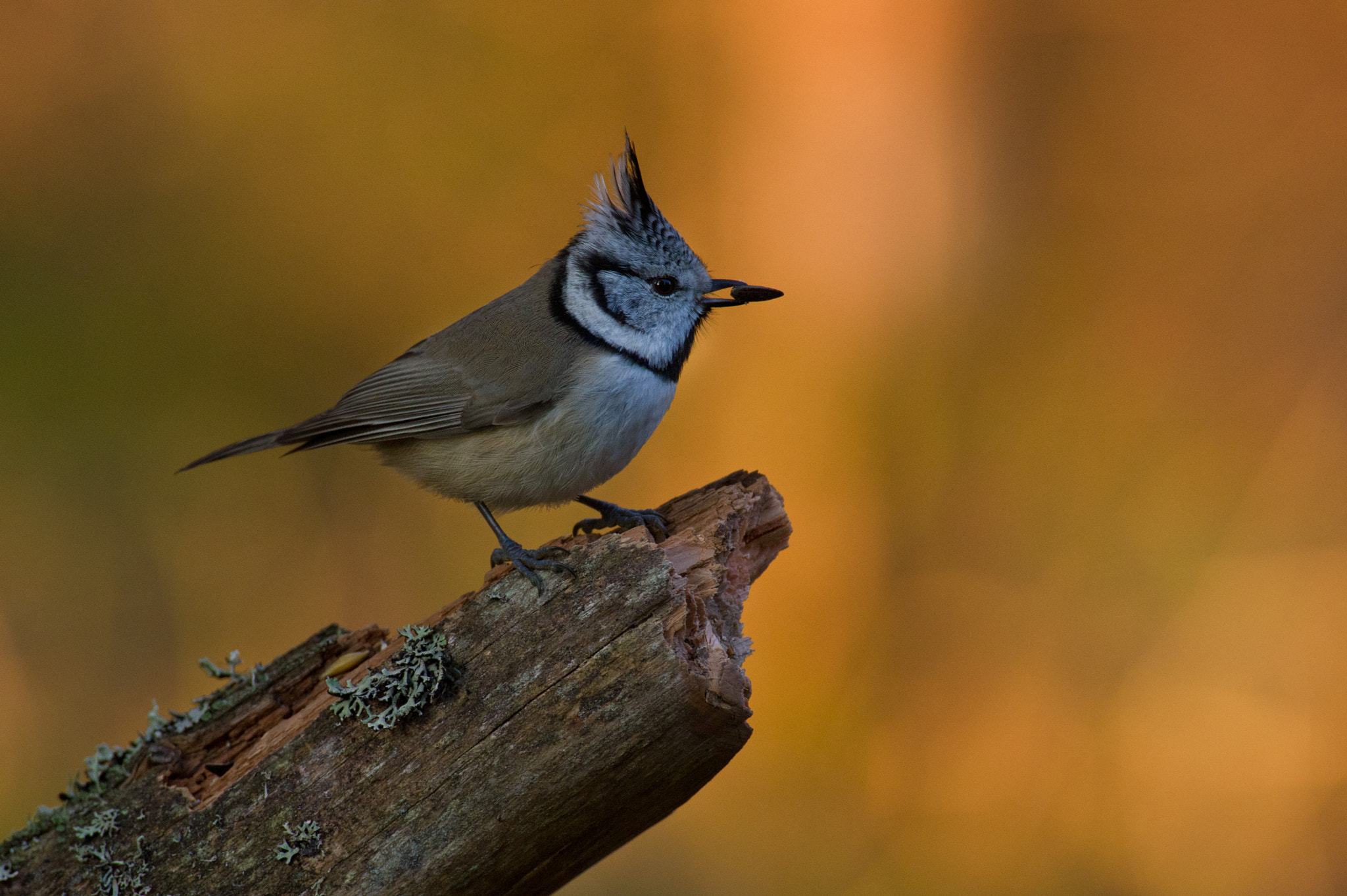 AF-S Nikkor 300mm f/2.8D IF-ED II sample photo. It´s time to breakfast:) photography