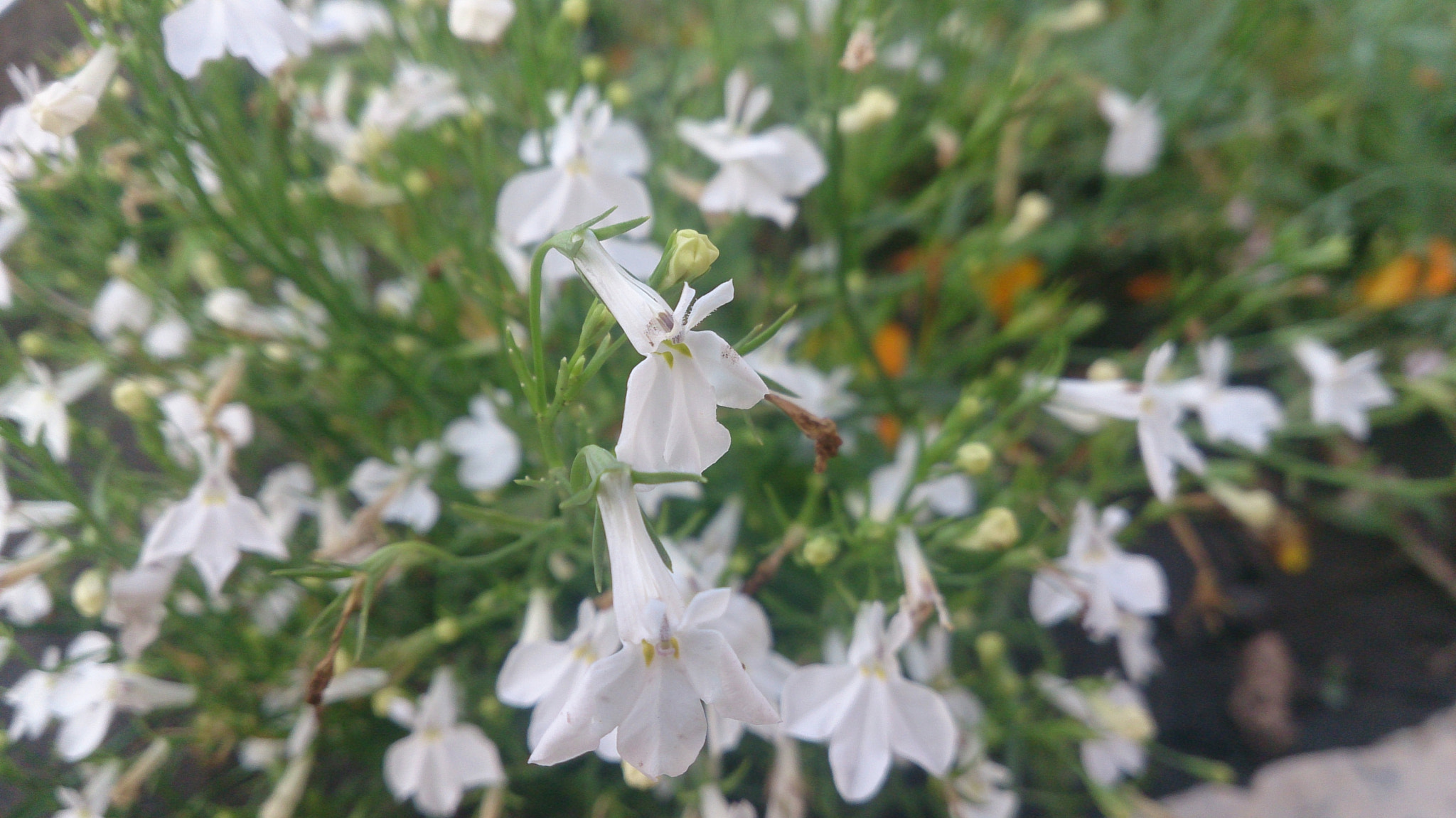 Sony Xperia ZR sample photo