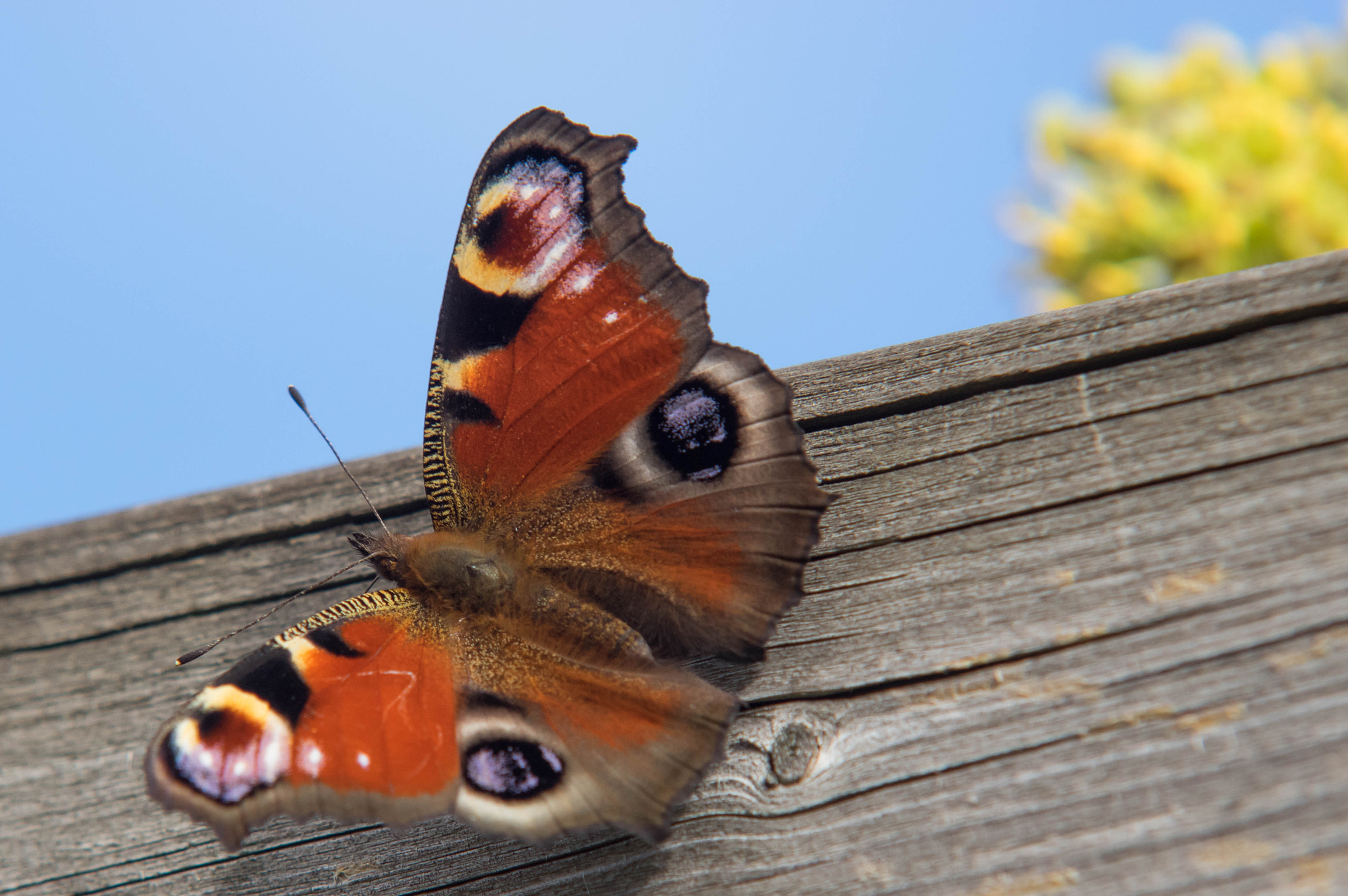 Pentax K-3 + Sigma 70-200mm F2.8 EX DG Macro HSM II sample photo. Aglais io photography