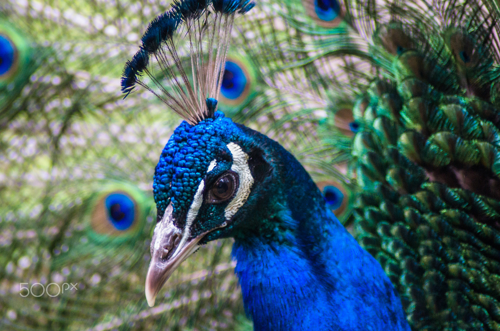 Pentax K-50 + Tamron AF 70-300mm F4-5.6 Di LD Macro sample photo. Peacock photography