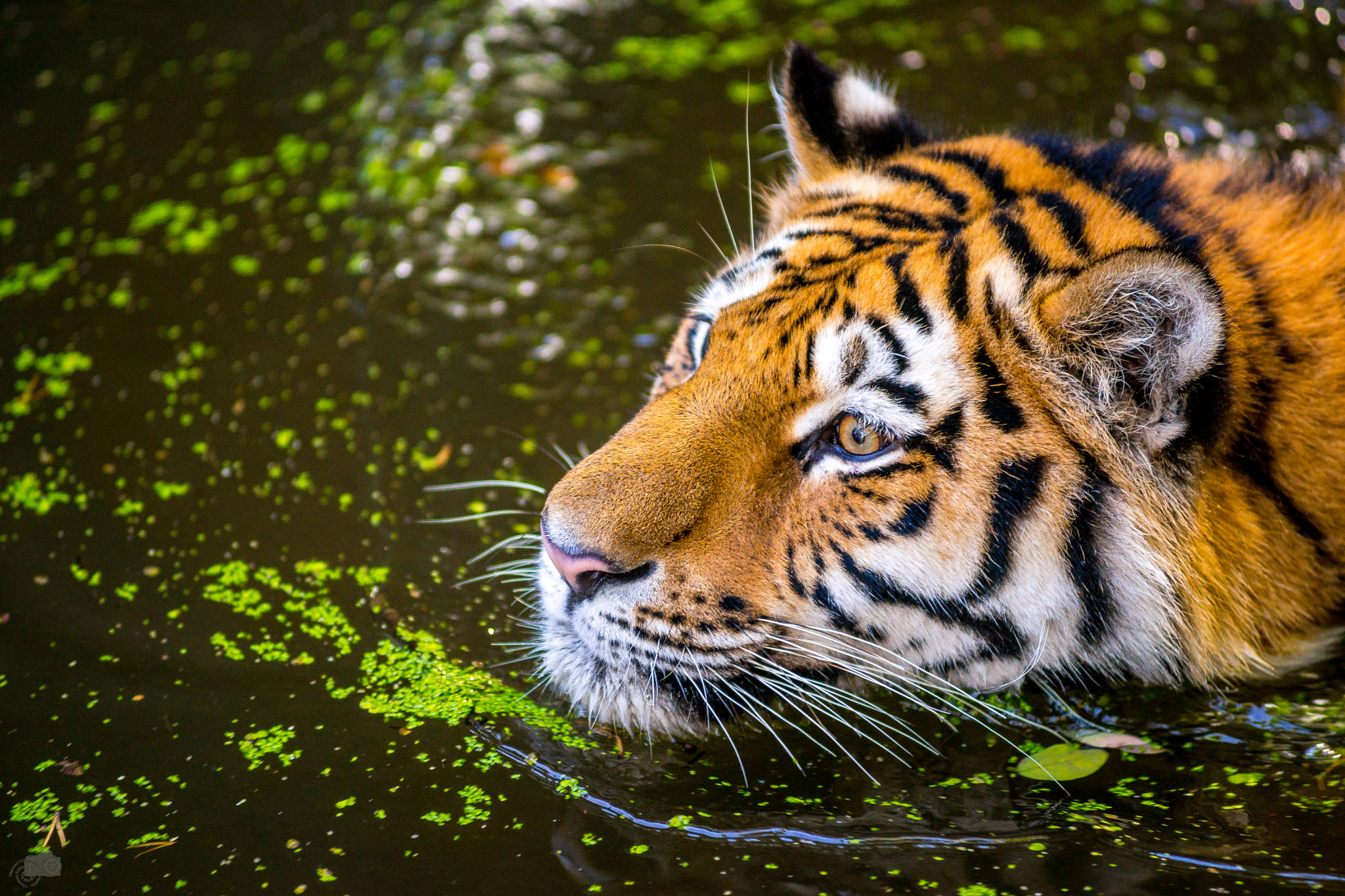 Minolta AF 80-200mm F2.8 HS-APO G sample photo. Eye of the tiger photography