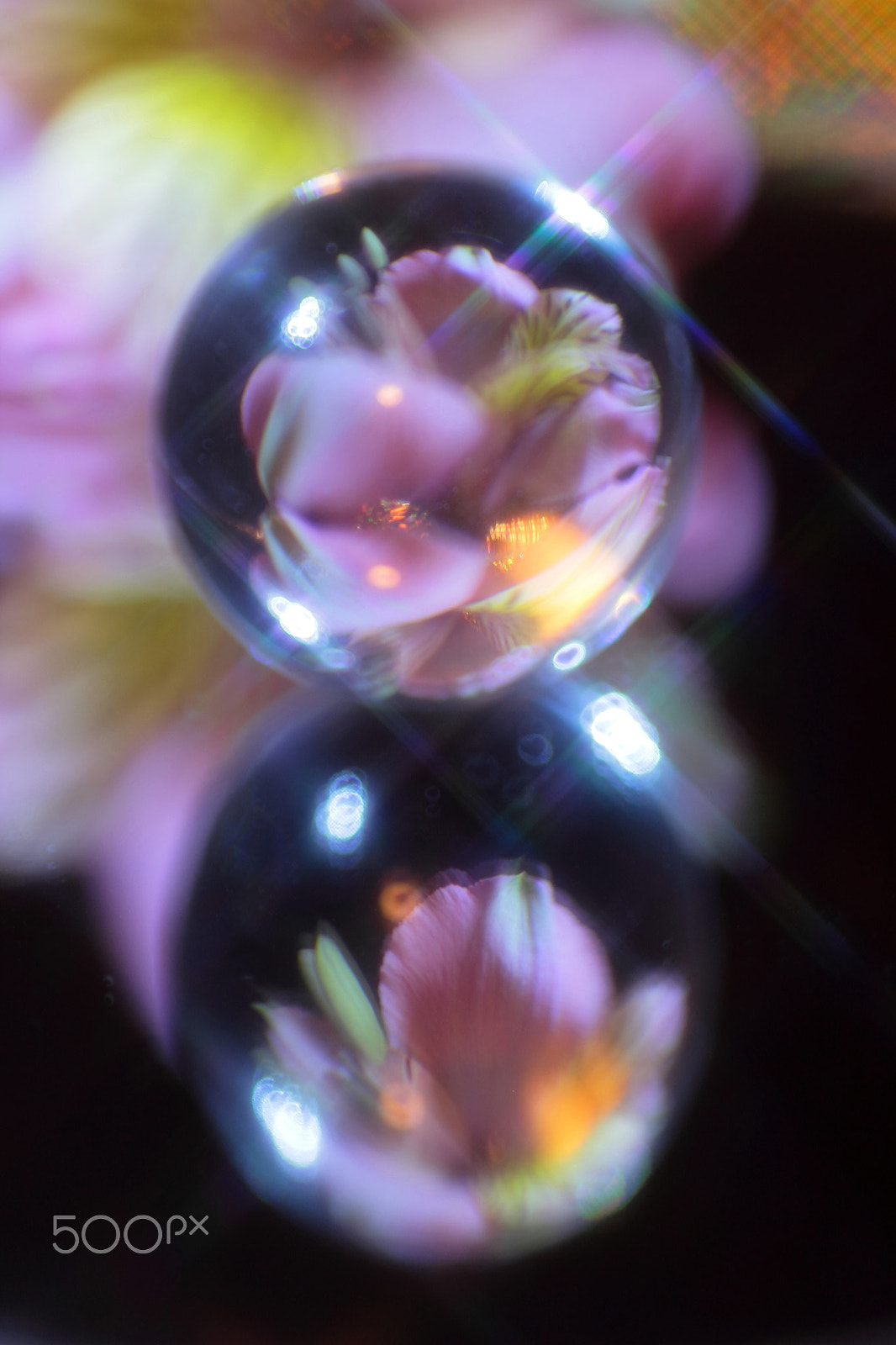 Canon EF 100mm F2.8 Macro USM sample photo. Virtual image photography