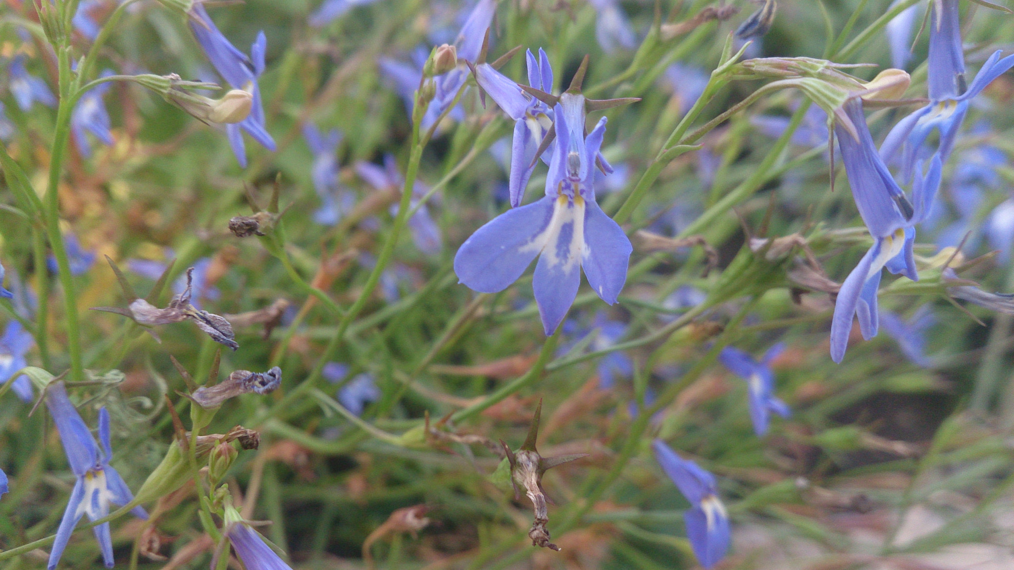 Sony Xperia ZR sample photo