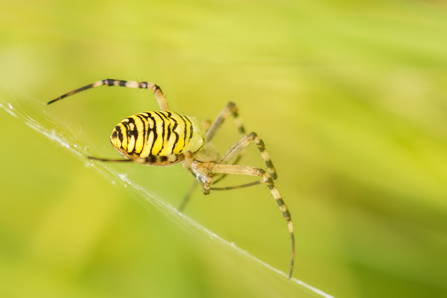 Canon EF 300mm F4L IS USM sample photo. Wespenspinne photography