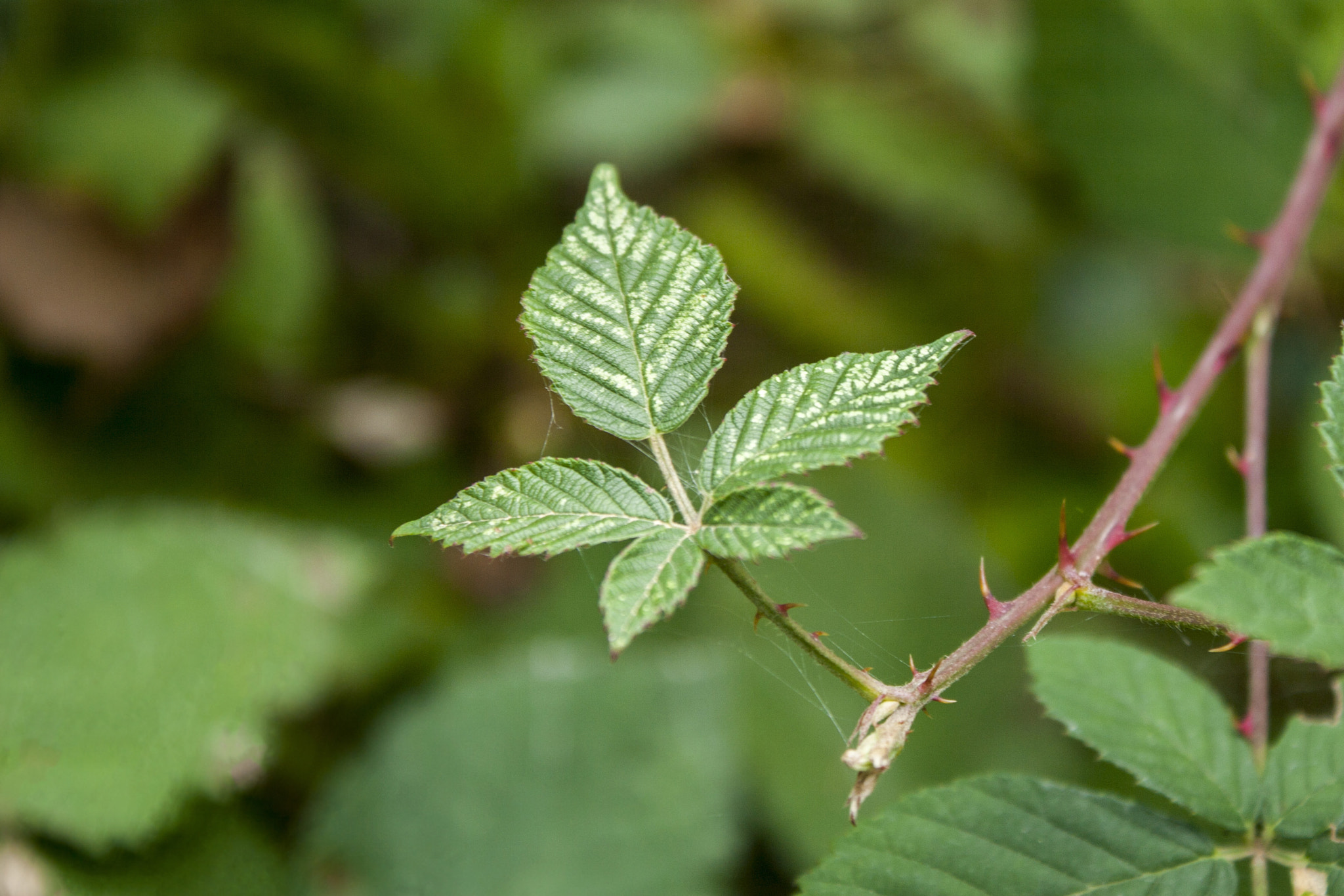 Canon EOS 30D sample photo. Img photography
