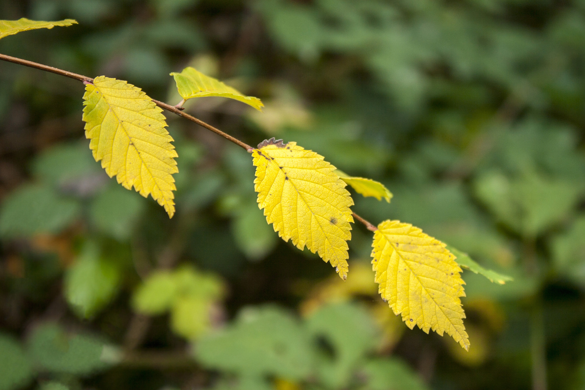 Canon EOS 30D sample photo. Img photography