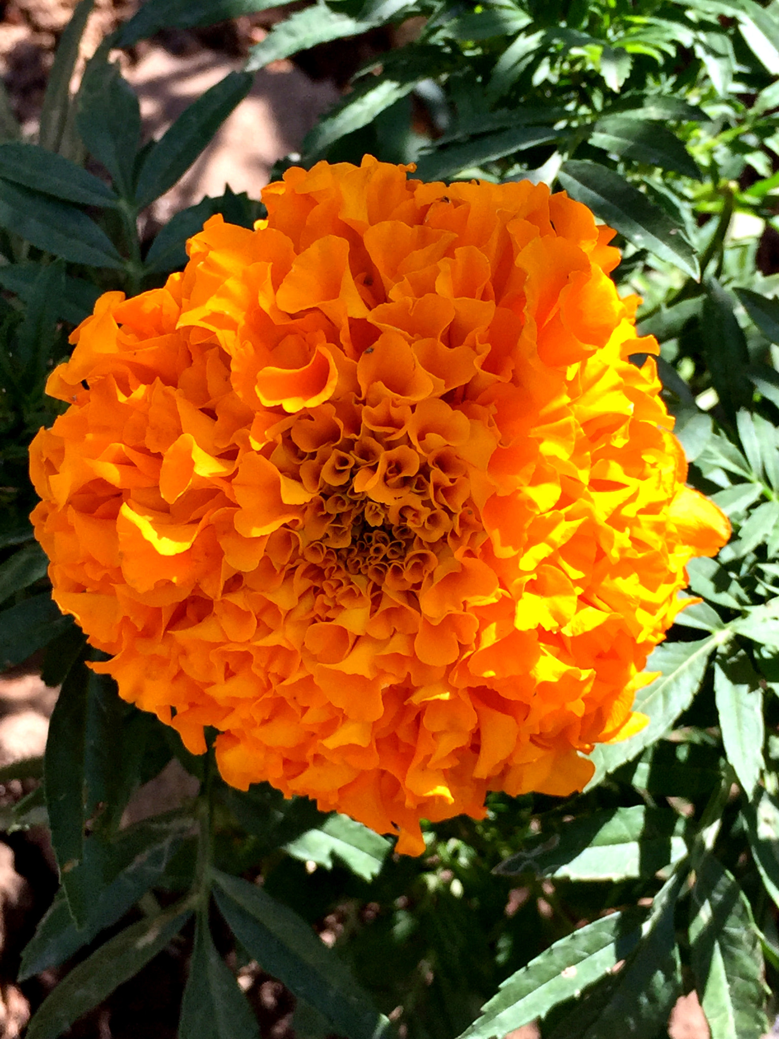 Apple iPhone7,2 sample photo. Orange flower with sun silk photography