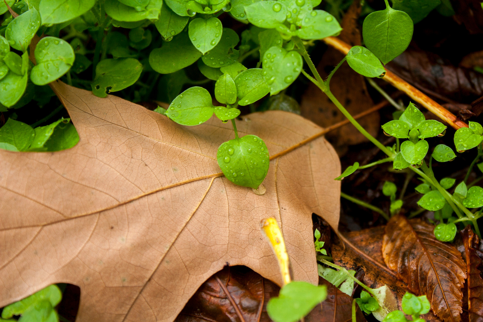 Canon EOS 30D sample photo. Img photography