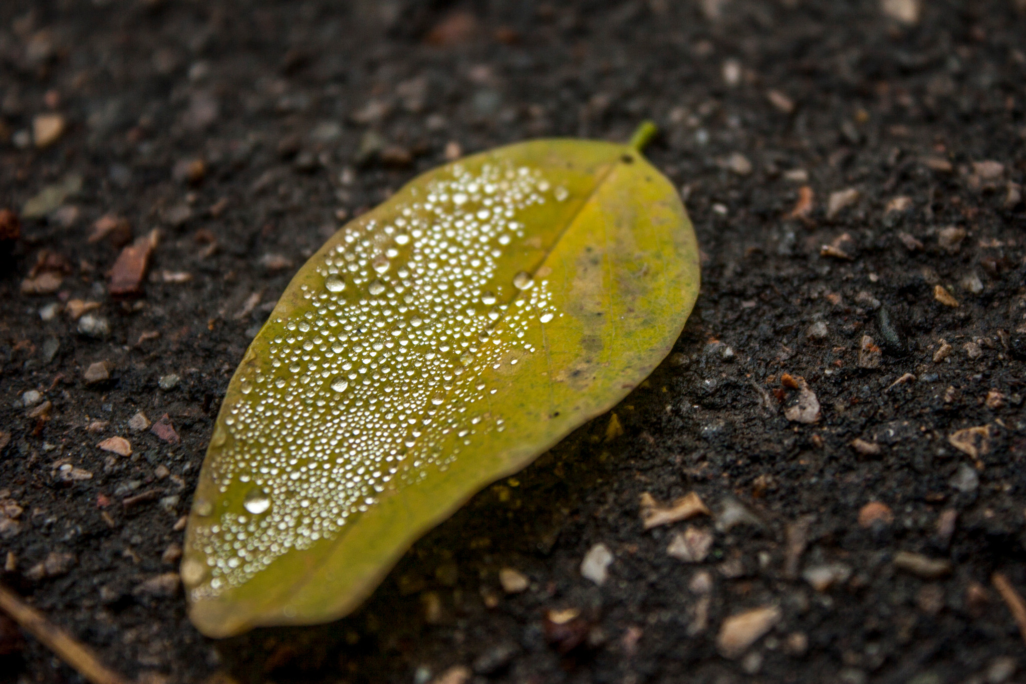 Canon EOS 30D sample photo. Img photography