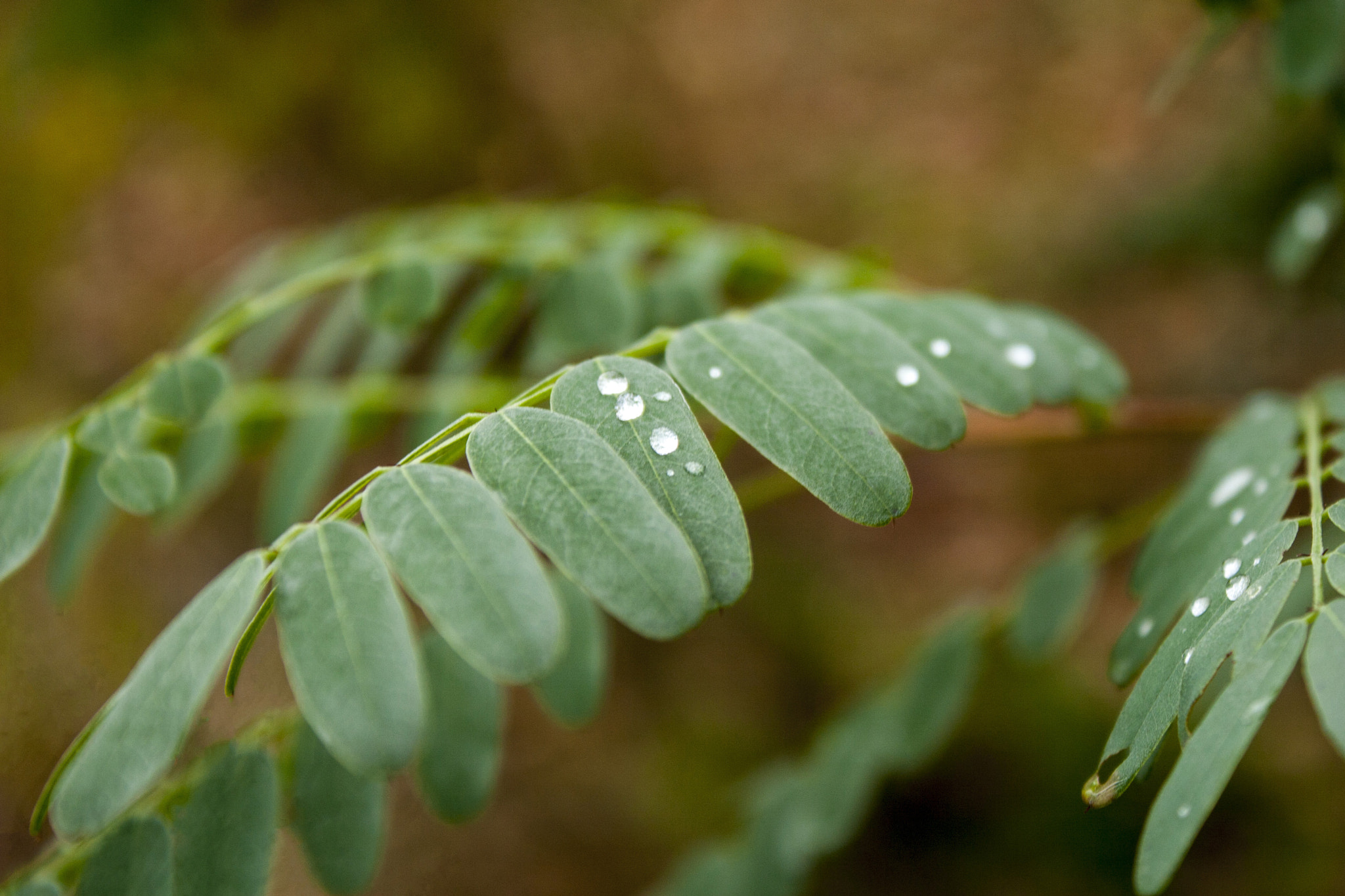 Canon EOS 30D sample photo. Img photography