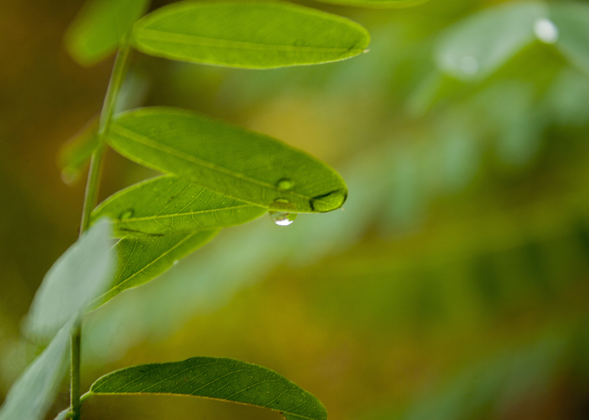 Canon EOS 30D sample photo. Img photography