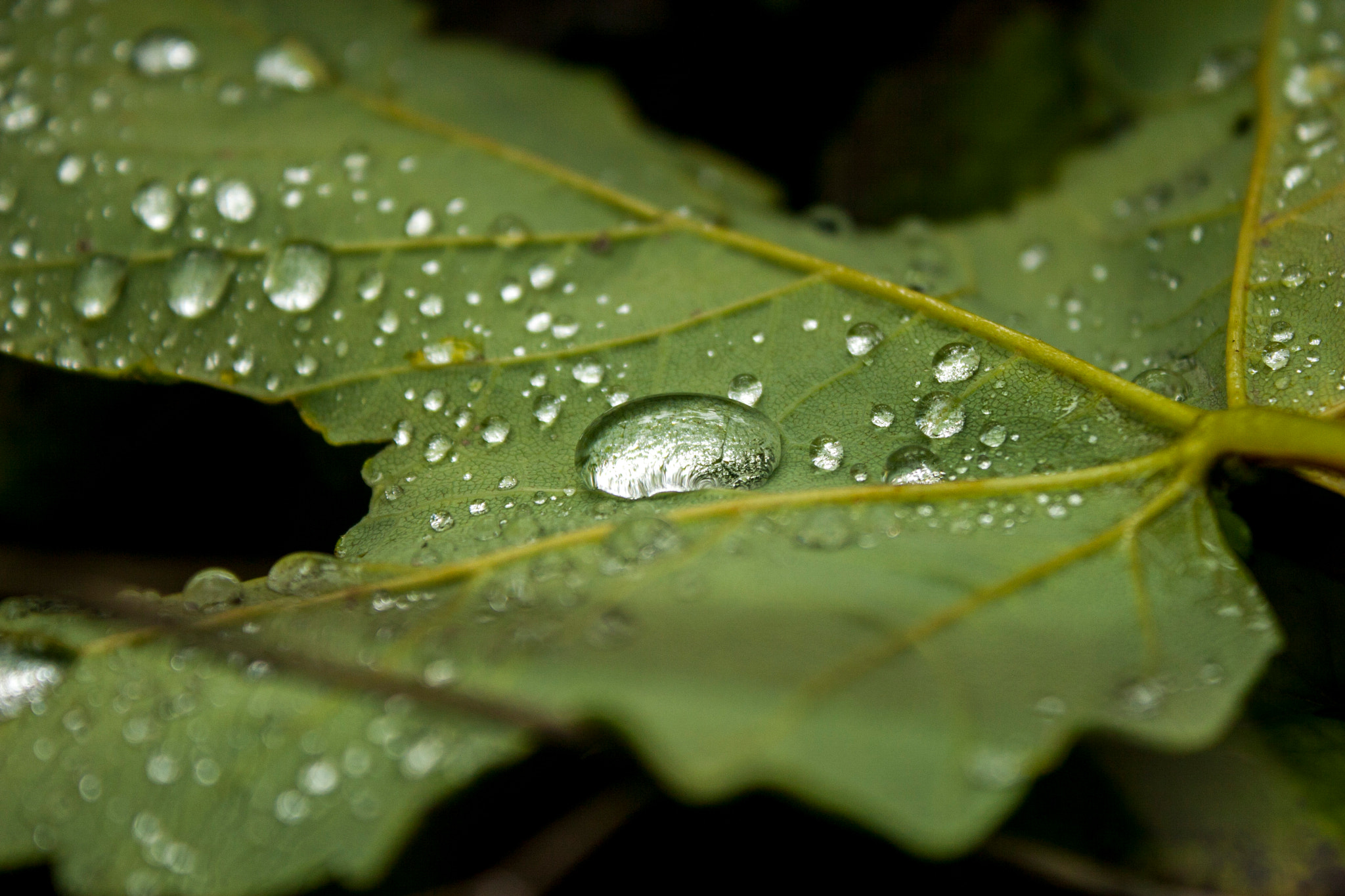 Canon EOS 30D sample photo. Img photography