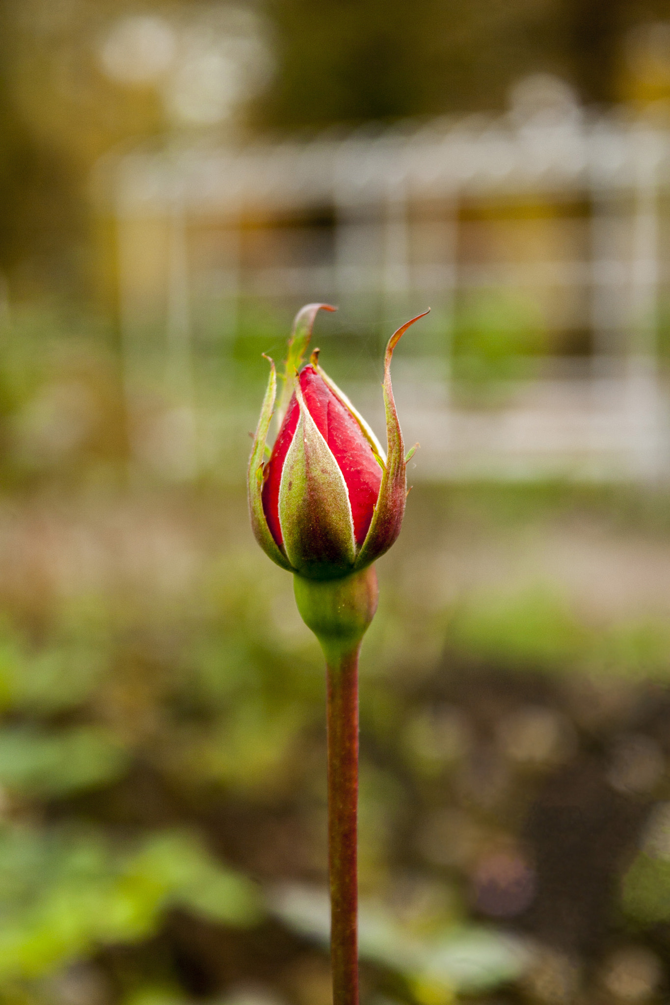 Canon EOS 30D sample photo. Img photography
