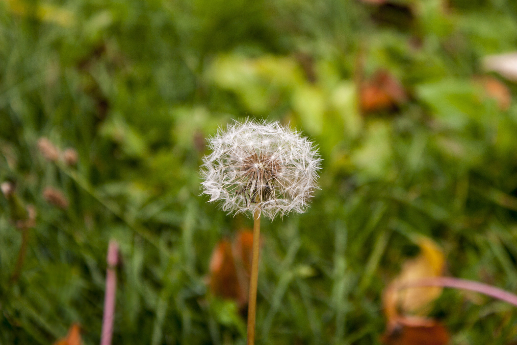Canon EOS 30D sample photo. Img photography