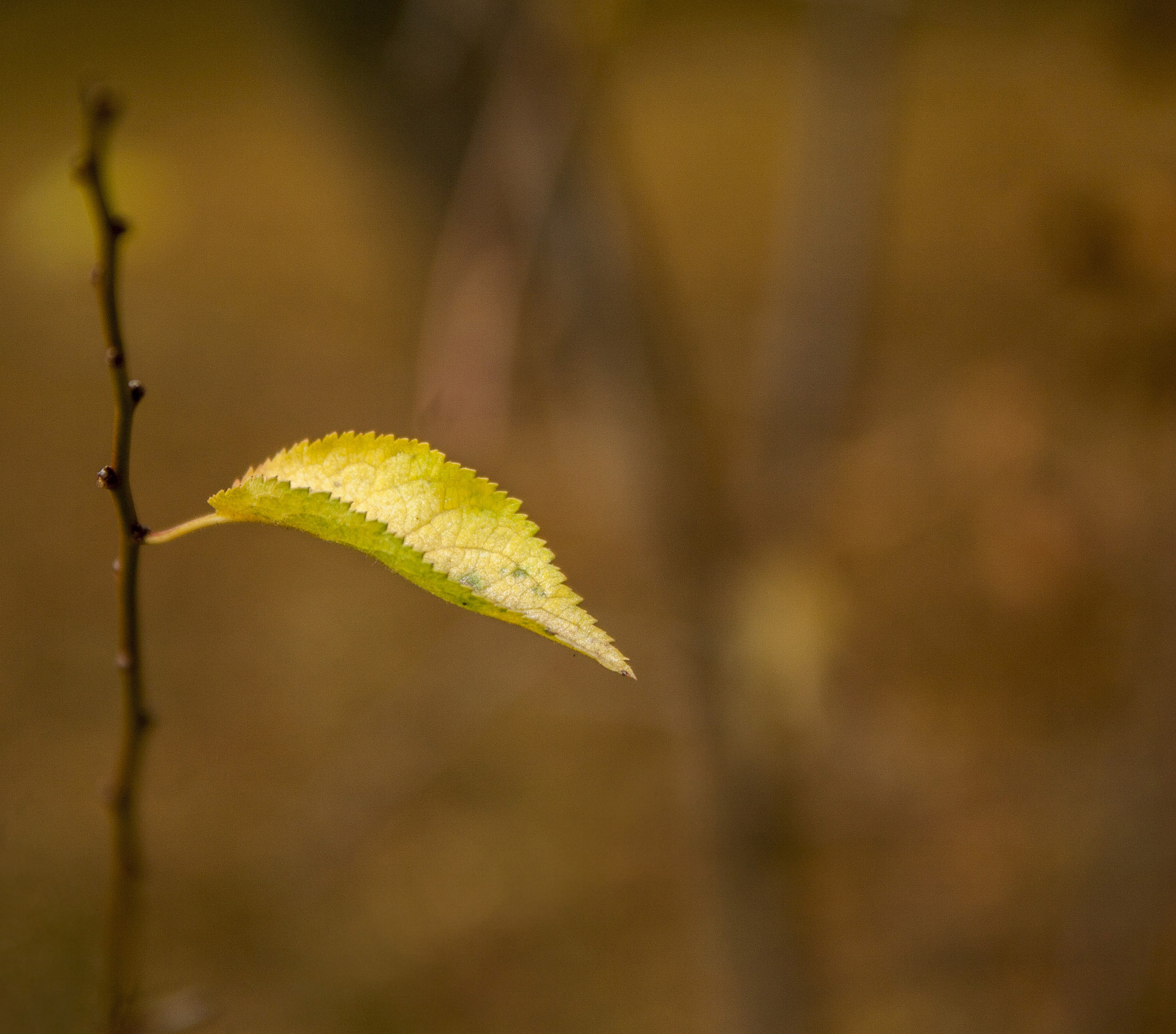 Canon EOS 30D sample photo. Img photography
