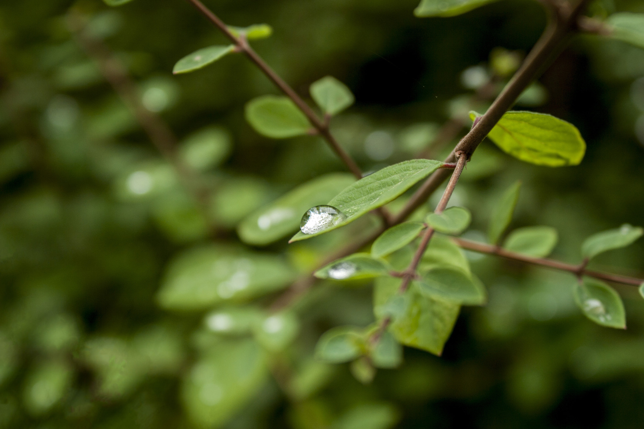 Canon EOS 30D sample photo. Img photography