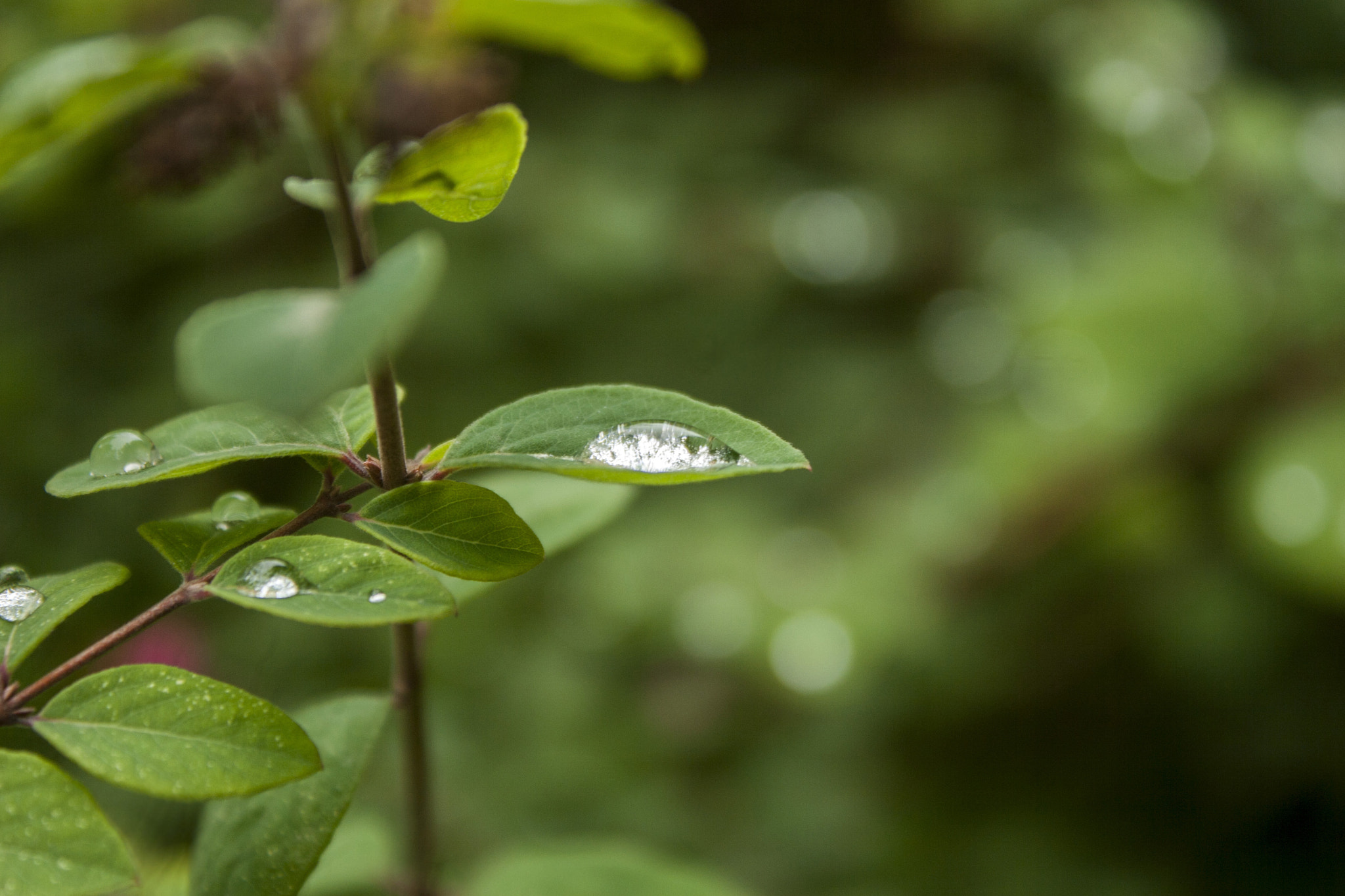 Canon EOS 30D sample photo. Img photography
