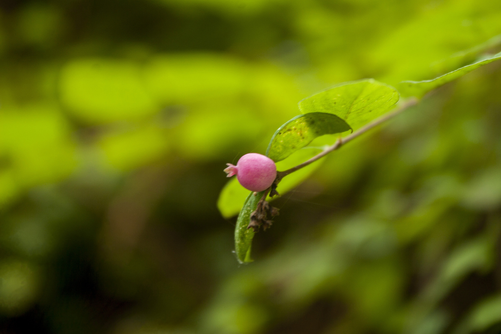 Canon EOS 30D sample photo. Img photography