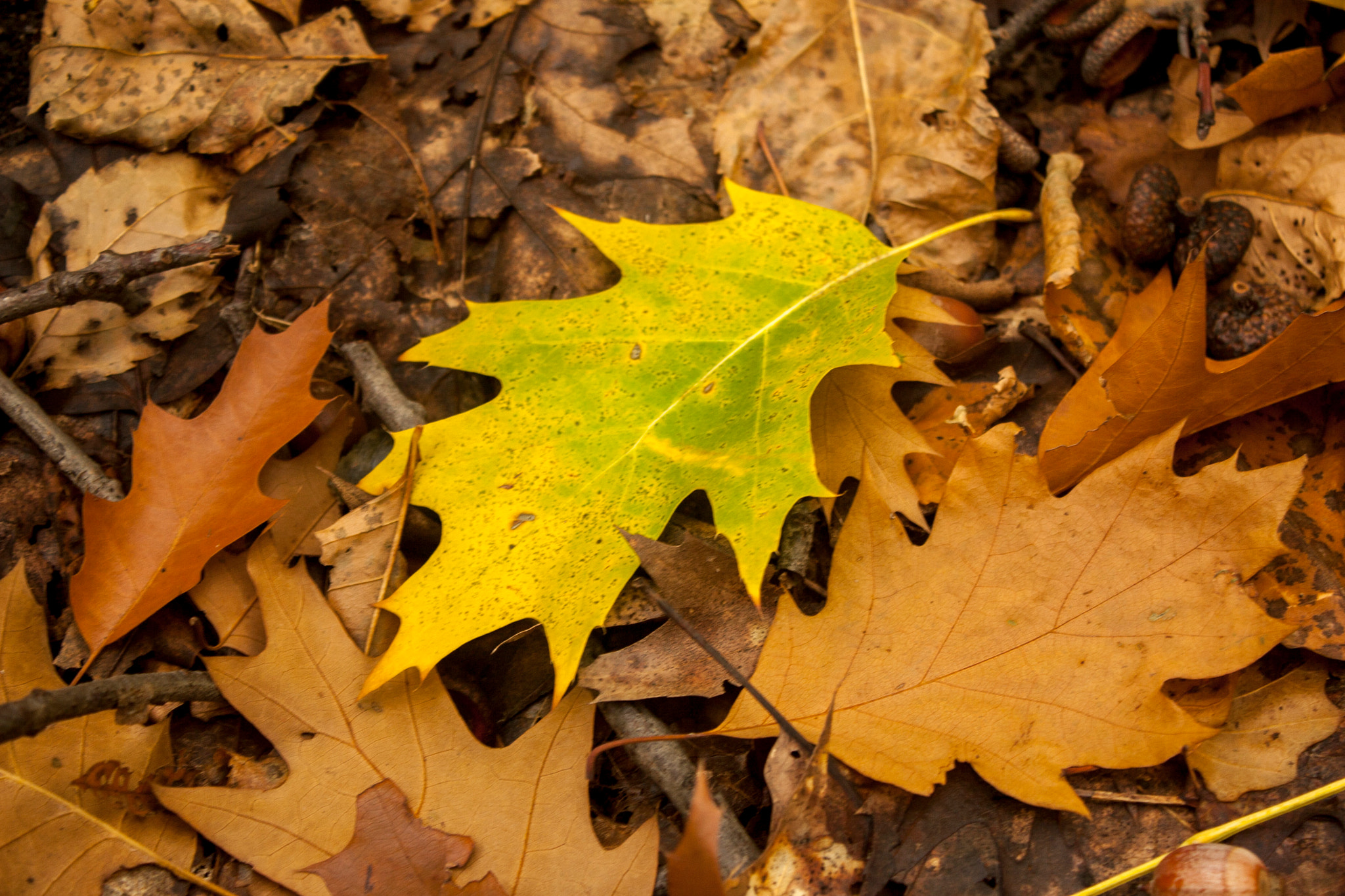 Canon EOS 30D sample photo. Img photography