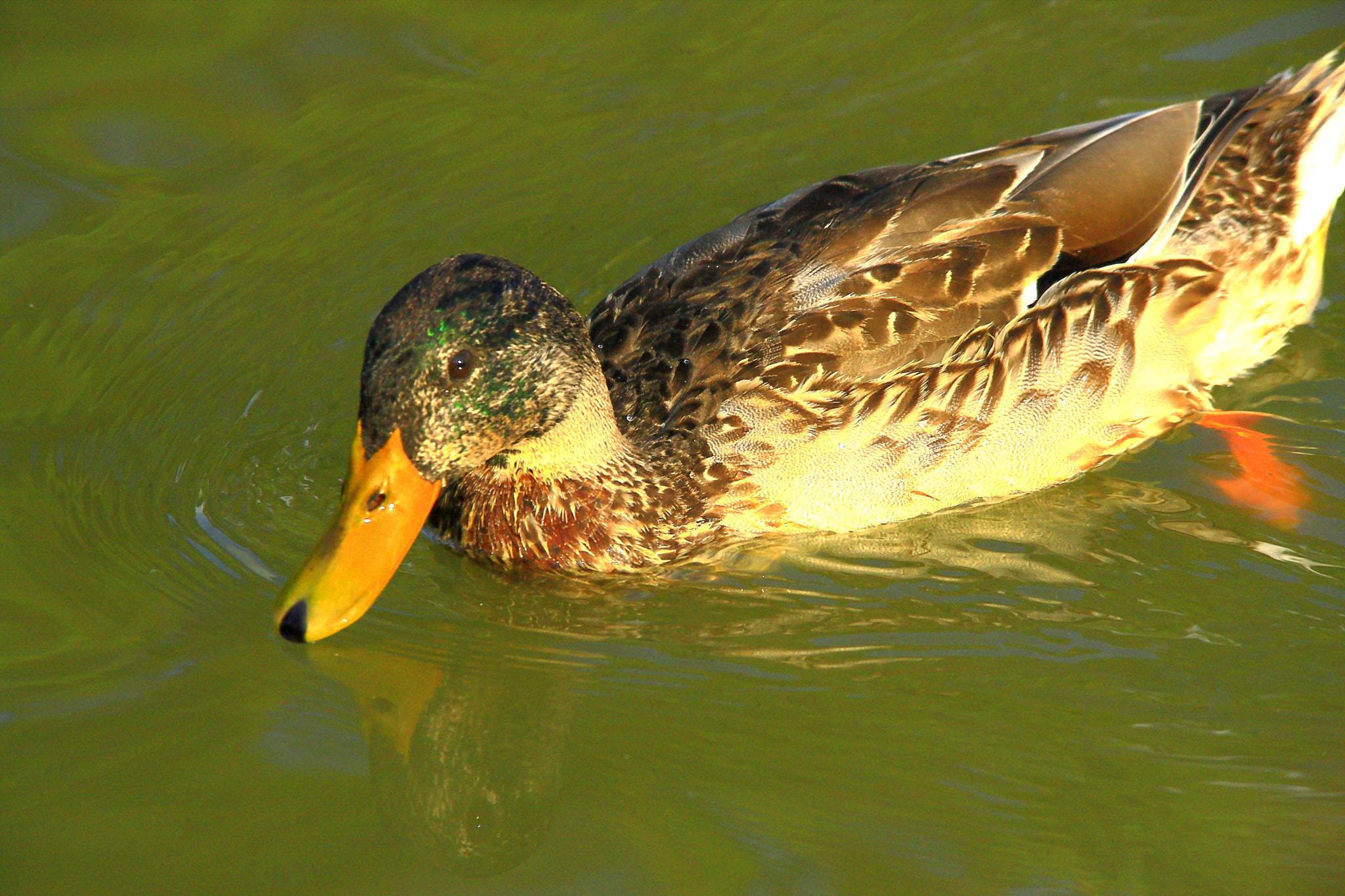 Canon EOS-1Ds Mark III + Sigma 150-600mm F5-6.3 DG OS HSM | S sample photo. Duck 4 photography