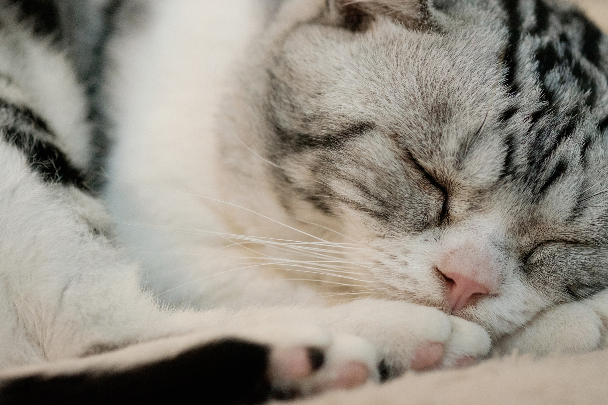 Fujifilm XF 60mm F2.4 R Macro sample photo. Cat 猫 photography