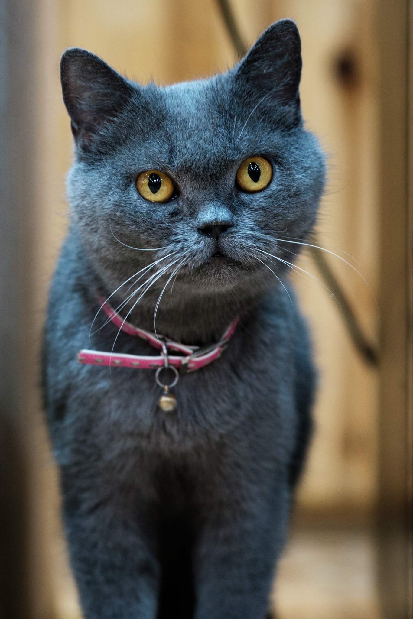 Fujifilm X-E2 + Fujifilm XF 60mm F2.4 R Macro sample photo. Black cat 黑猫 photography