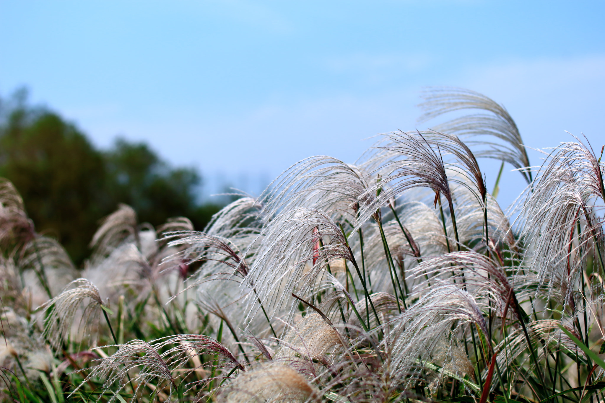 Canon EOS 700D (EOS Rebel T5i / EOS Kiss X7i) sample photo. Miscanthus sinensis photography